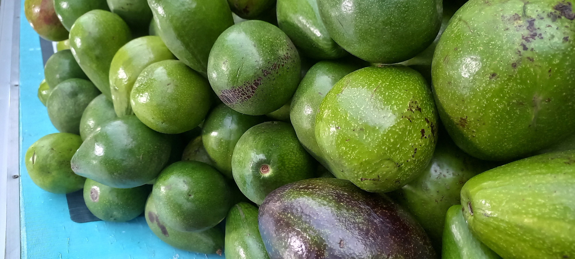 A pile of avocados is displayed in a bright blue container, likely at a market stall in Melayu, Indonesia. The avocados are predominantly green, with some showing slight variations in hue and minor blemishes. The container itself appears to be made of plastic or a similar material, with a textured blue surface. The lighting is natural and bright, casting soft shadows on the fruit and highlighting their smooth, slightly glossy skins. The scene is focused on the produce, suggesting a focus on fresh food availability in the region.
