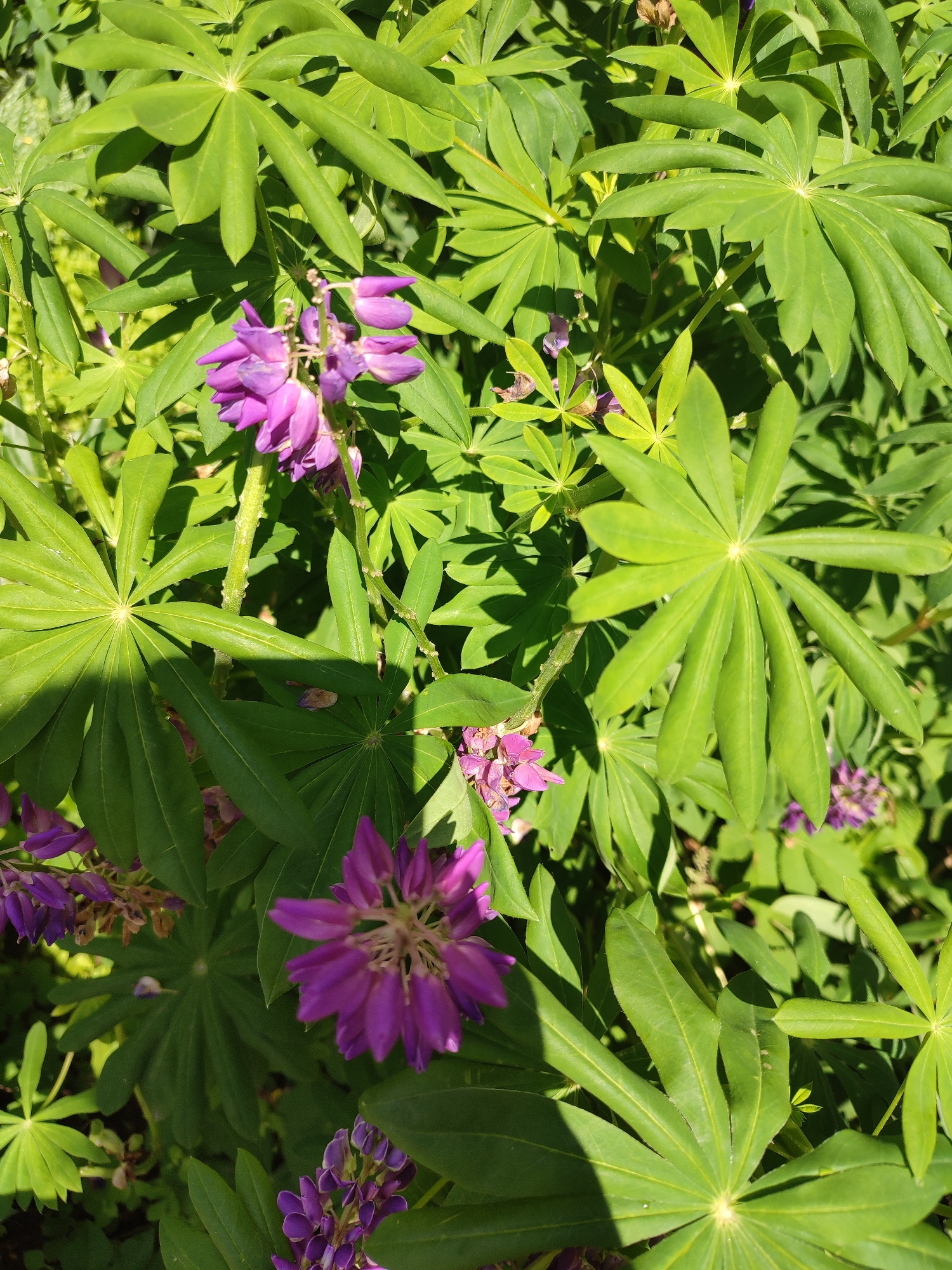 The image is a close-up, high-angle shot of purple lupine flowers and green lupine leaves under bright sunlight. The flowers are arranged in tall spires and clusters, with individual florets visible. The leaves are large, palmate, and deeply lobed, with prominent veins. Sunlight casts dappled shadows across the foliage, indicating an outdoor setting. The overall impression is one of lush, vibrant greenery and colorful blossoms. The location is Vsevolozhsk, Russia.