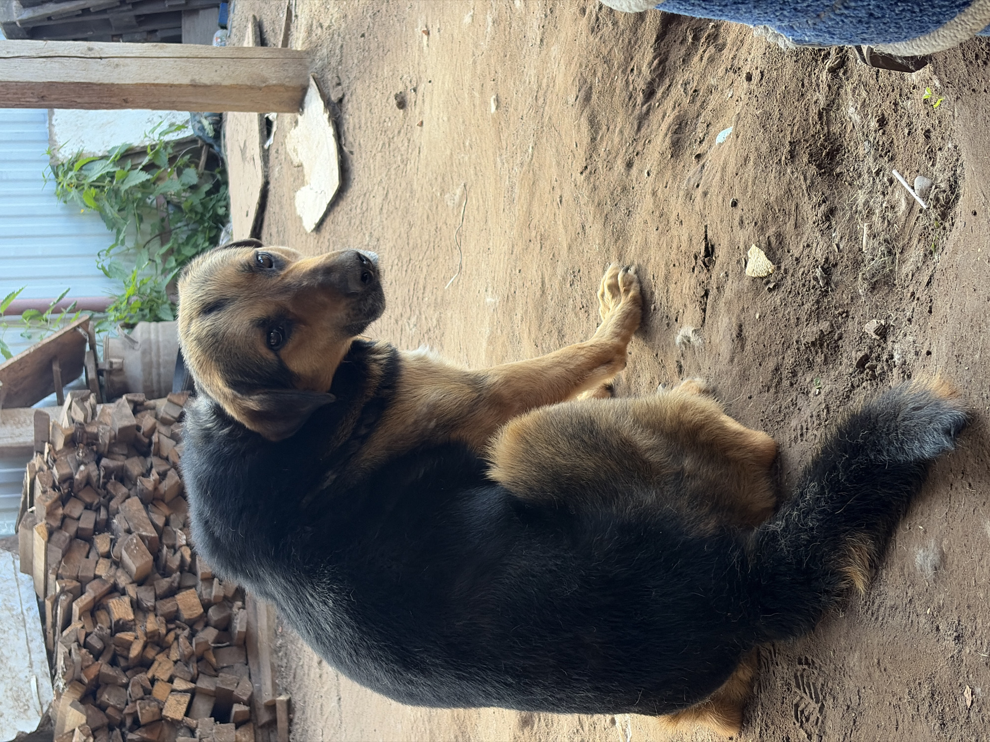 This image, captured in the city of Chaikovsky, Russia, depicts an outdoor, unpaved area. The central subject is a medium-to-large sized mixed-breed dog, predominantly black on its back and tail, with tan/brown fur on its legs, chest, and face. The dog is seated on its haunches, facing generally towards the left side of the frame, but its head is turned sharply to its right, making direct eye contact with the viewer. Its dark eyes appear alert and calm.
The ground beneath the dog is composed of light brown, packed dirt, unevenly textured with slight depressions and scattered small stones. In the immediate background to the dog's left, a substantial pile of cut firewood is stacked, consisting of numerous irregular, light brown wooden blocks. Behind this woodpile, a light-colored structure, possibly a wall, is visible.
To the dog's right, the background features a corrugated metal fence or wall, light blue-grey in color, spanning horizontally. Green foliage, likely weeds or wild plants, grows in front of this metal structure. A sturdy, rough-hewn wooden post stands vertically in the mid-ground, positioned to the right of the dog. Several pieces of irregularly shaped, light-colored debris (possibly wood or broken concrete) are scattered on the dirt ground between the dog and the background elements. In the lower right quadrant of the image, a white cylindrical object, consistent with a cigarette filter, rests on the dirt alongside smaller stones. A faint shoe or boot print is discernible in the dirt near the dog's tail. A partial view of a blue and white knitted object is visible at the extreme bottom right edge of the frame. The scene is illuminated by natural daylight, indicating an outdoor setting. No people are visible, and the dog is static.