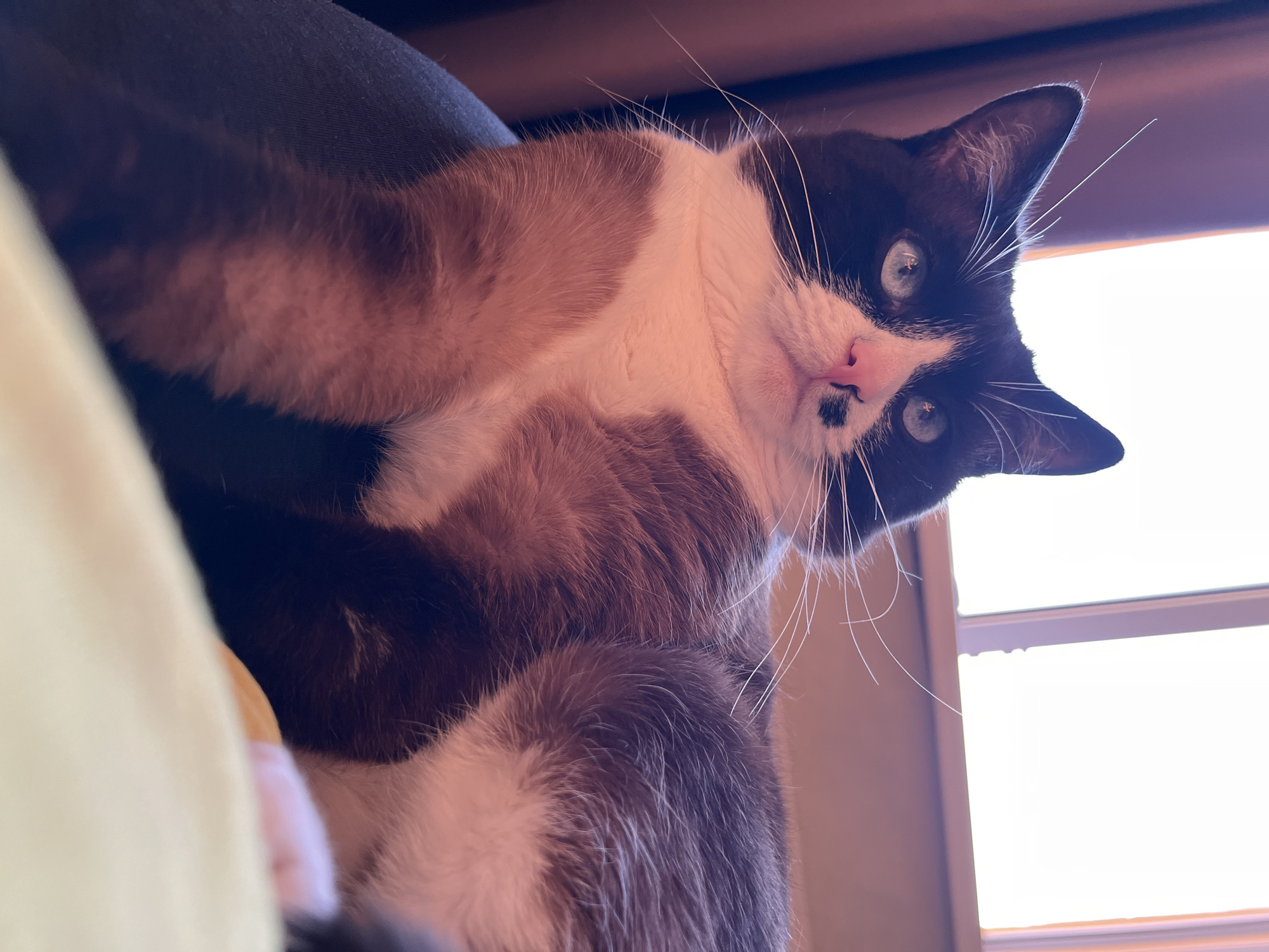 A domestic cat with black and white fur, light blue eyes, and a pink nose with a black spot, is lying down. The cat is partially covered by a dark blue fabric. The background features a window with bright light coming through, and a curtain that appears to be brown or maroon. The scene suggests an indoor setting. There is no indication of the city of Noviy, Russia.