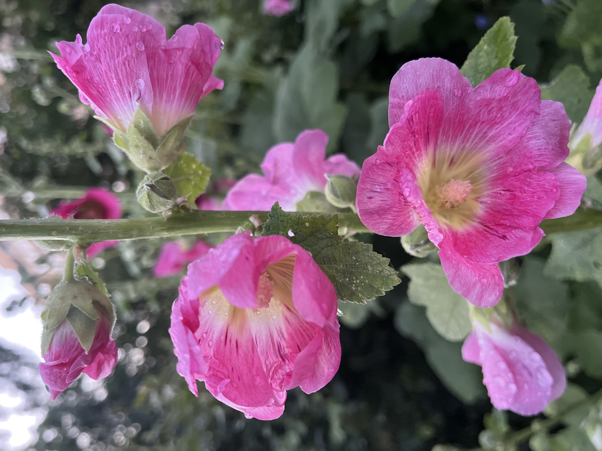 The image shows a cluster of bright pink hollyhock flowers in bloom, with some buds and fully opened blossoms. The flowers have delicate petals with visible veins and appear to be wet, likely from rain or dew, with water droplets scattered across the petals. The stem of the plant is thick and green, supporting the flowers. The background is a blur of green foliage and indistinct shapes, suggesting an outdoor setting. The overall impression is one of a close-up view of blooming flowers in a garden environment. The image does not contain any information to indicate its location in Moscow, Russia.