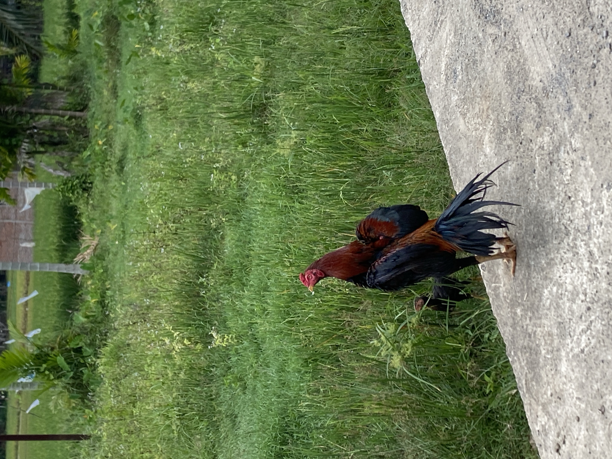 A rooster stands near a concrete structure in Seuneuboklhong, Indonesia. The rooster has reddish-brown and black plumage, a red head, and a long, black tail. It's positioned on the edge of the concrete, with grass visible in the background. The environment includes green grass and some trees in the distance.