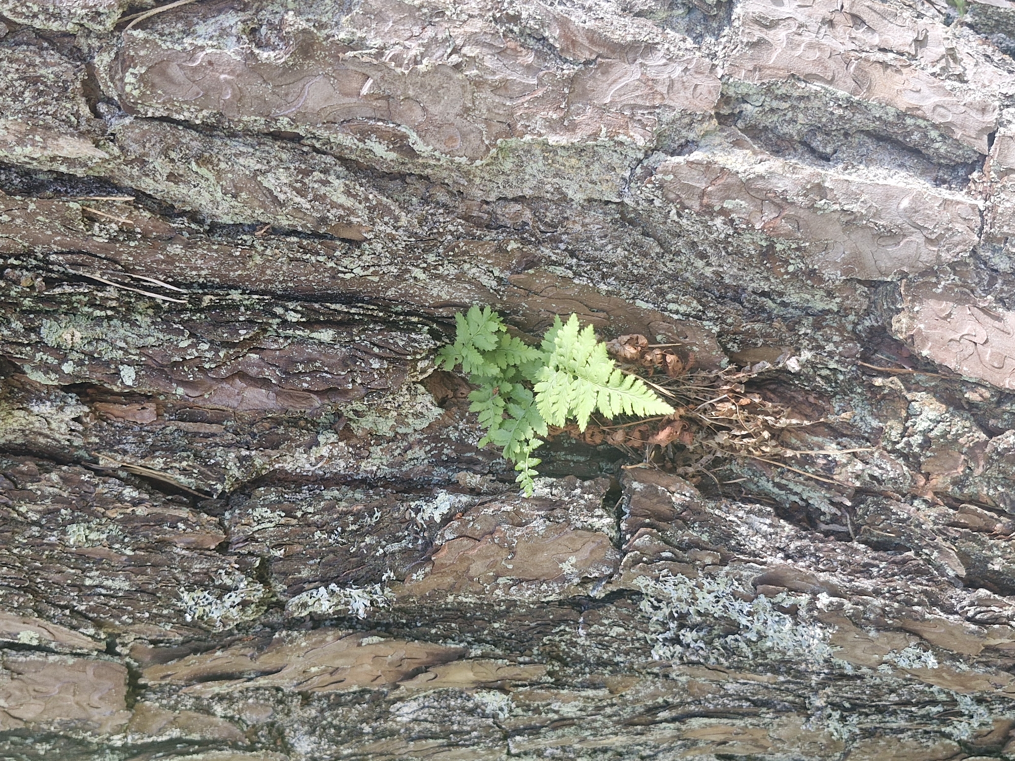 A close-up, vertical shot showcases the textured bark of a tree, likely a pine, in Mērsrags, Latvia. The bark displays a rough, weathered surface with deep ridges and crevices, interspersed with patches of pale green lichen and some dry, brown organic matter clinging to the surface. Nestled within a crevice in the center-right of the frame, a small cluster of delicate green fern fronds emerges, adding a vibrant contrast to the muted tones of the bark. The lighting appears natural, suggesting an outdoor environment.