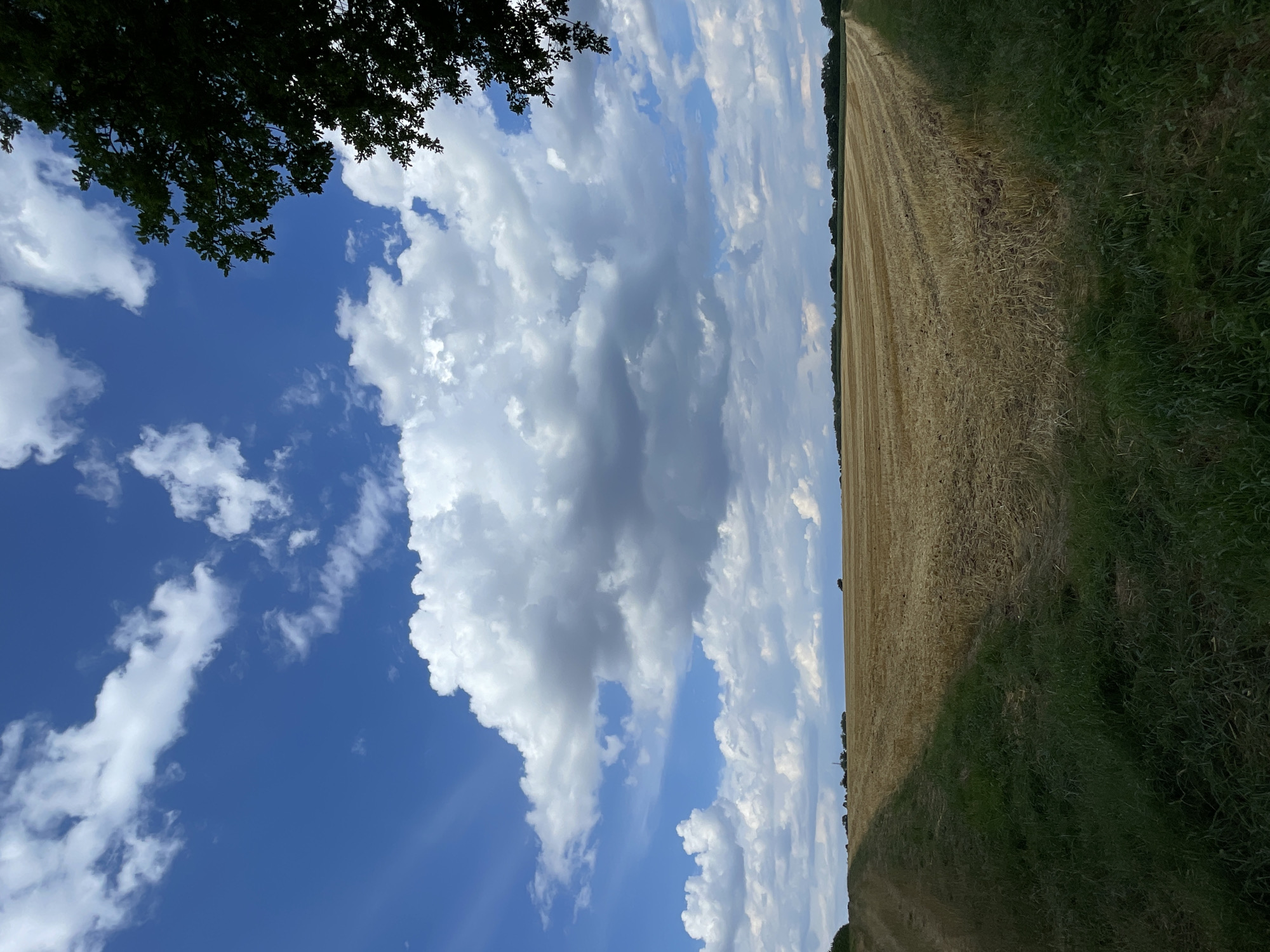 This image depicts a harvested wheat field in Röllshausen, Germany, under a dynamic sky filled with dramatic cumulus clouds. The field, stretching towards the horizon, shows rows of stubble, indicating recent agricultural activity. A path or track runs along the left edge of the field, bordered by vibrant green grass. On the right side of the image, the dark silhouette of tree branches frames the scene against the blue sky. The overall impression is one of a rural landscape bathed in natural light, with a strong contrast between the textured field, the lush green verge, and the expansive sky.