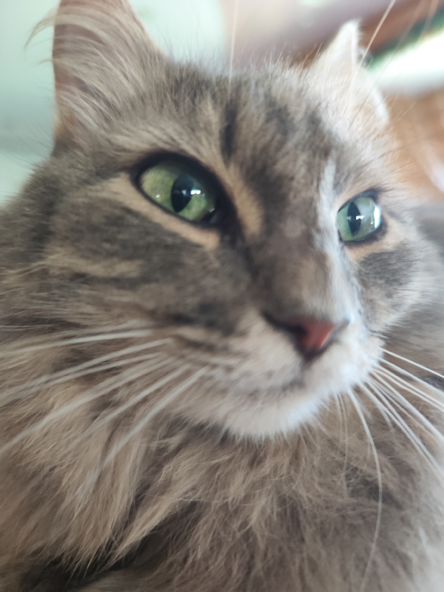 Close-up shot of a grey tabby cat with green eyes. The cat's nose is pink. The location is unknown and cannot be inferred from the image. There are no people in the image.