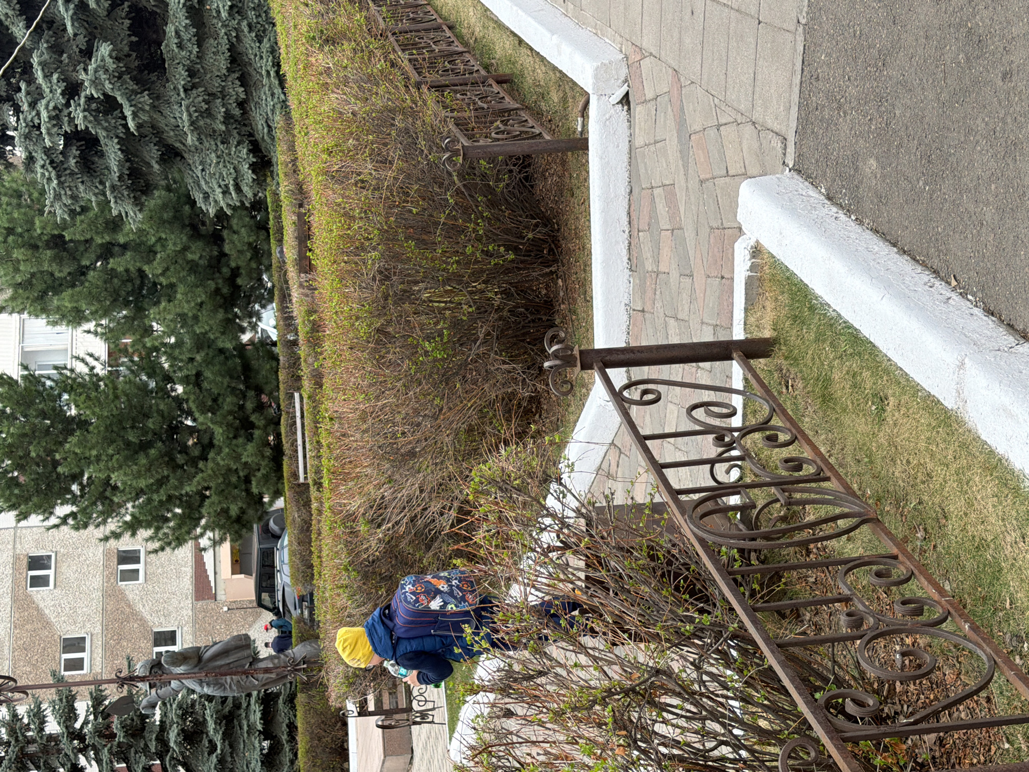 A medium shot shows a child with a blue jacket and yellow hat near an elaborate wrought-iron fence in Krasnoyarsk, Russia. The child is partially obscured by a row of low, bushy shrubs between the fence and a brick sidewalk. Beyond the shrubs, the statue of a man stands to the left. A large green tree looms over the statue and a multi-story, neutral-colored building is in the background. To the right of the sidewalk, a patch of grass extends to a road, marked by a white concrete curb.