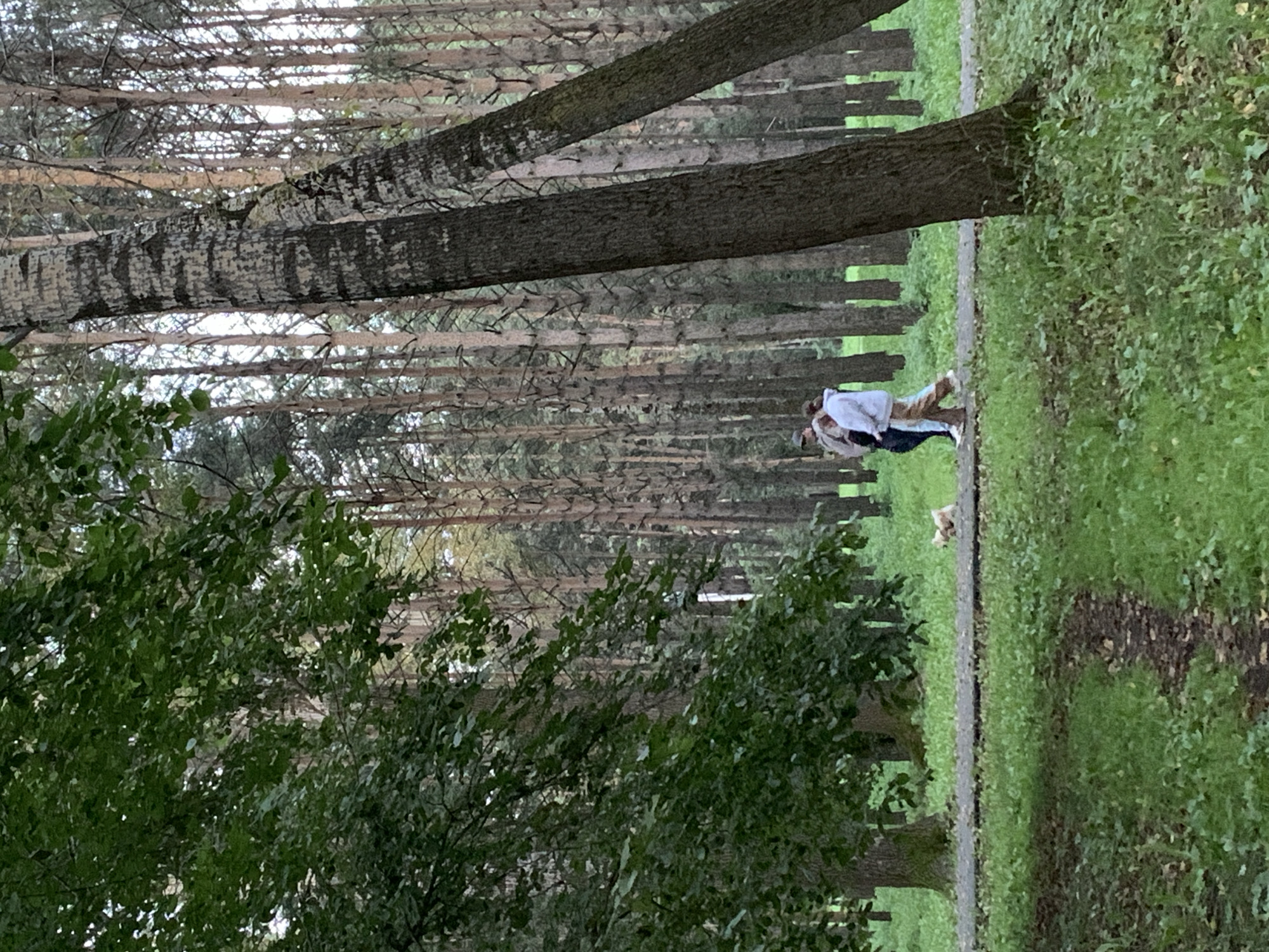 A low-angle, full-shot photograph captures a wooded park area with tall, slender trees, some with distinctive grey and black bark. In the mid-ground, a paved path runs horizontally across the frame, bordered by grass. Three individuals, two women and one man, are walking along the path from left to right. The woman in front is wearing a light blue hoodie and brown pants. The woman behind her wears a white hoodie and brown pants. The man to her left wears a light brown jacket and a dark cap. To the left of the path, near a tree trunk, a small, light-colored dog is visible. The foreground shows a dirt path with scattered leaves, leading into a grassy area. The background consists of a dense forest. The scene suggests a park in Prokopyevsk, Russia.