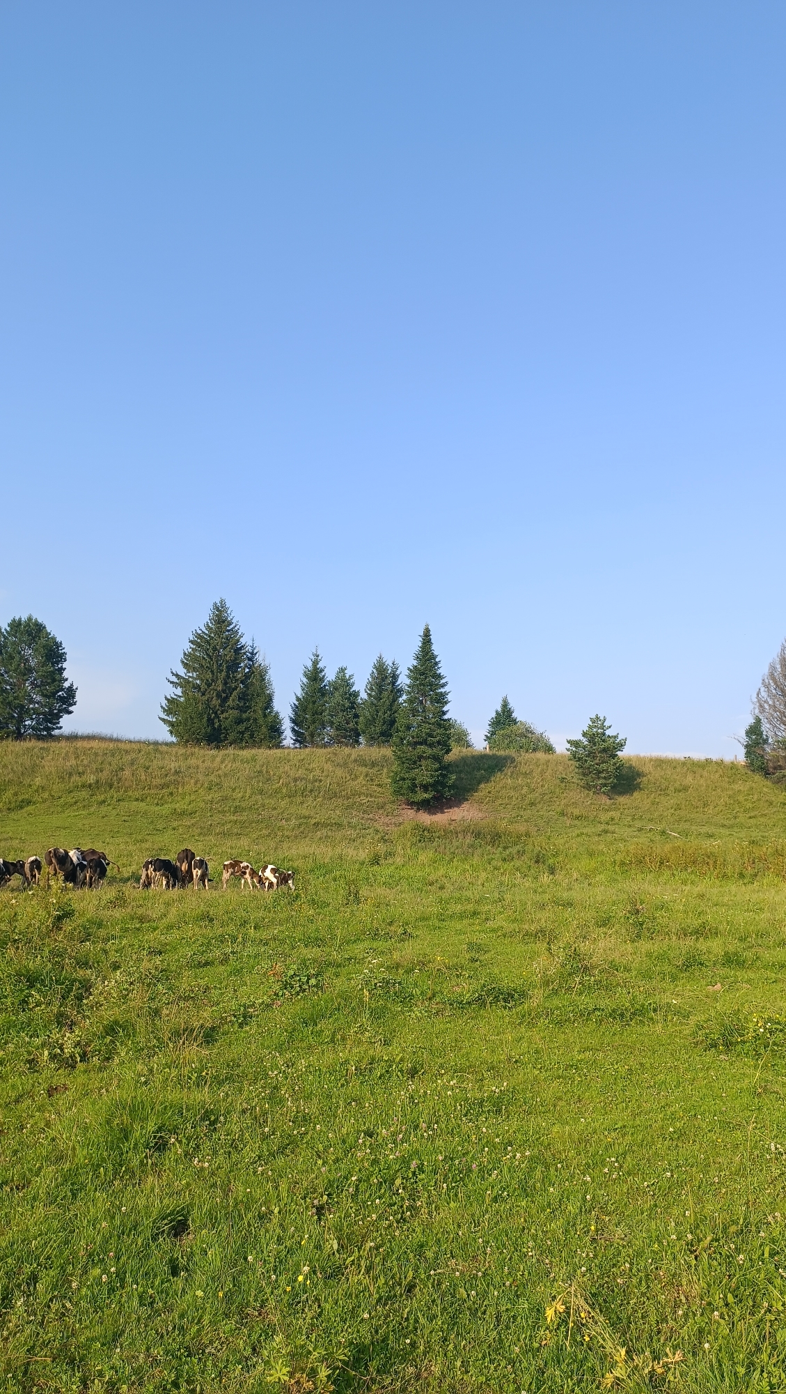 This is a medium-shot, outdoor, vertical photograph taken on a clear day, depicting a pastoral scene in the city of Karsha, Russia. In the foreground, a lush green meadow is dotted with small white and yellow wildflowers. Several black and white cows are grazing in the middle ground, spread across the grassy slope. The background features a gently sloping hillside covered in grass, with a line of evergreen trees, predominantly firs, topping the crest. The sky above is a clear, bright blue. The lighting suggests it is daytime, likely morning or afternoon, with the sun casting soft shadows.