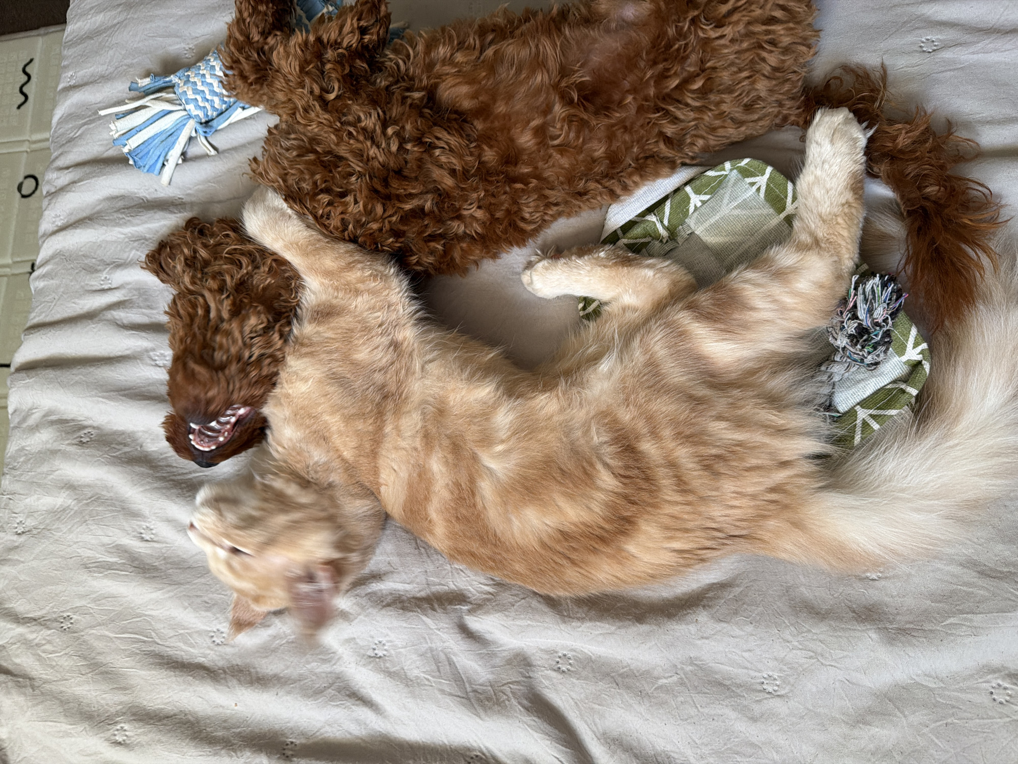An orange tabby cat and a brown poodle dog are lying together on a light-colored, textured fabric surface, possibly a bed or blanket. The cat is on its back, with its paws extended and its head tilted upwards, appearing to be mid-play or mid-movement. Its mouth is open, revealing teeth and pink gums. The dog is lying on its back next to the cat, with its legs and body visible. A blue and white striped dog toy is positioned to the right of the dog. Two small, green and white patterned fabric objects are visible underneath the cat. The scene is lit from above, casting soft shadows. There is no identifiable location in the city of Sofia, Bulgaria, or any other geographical markers present in the image.