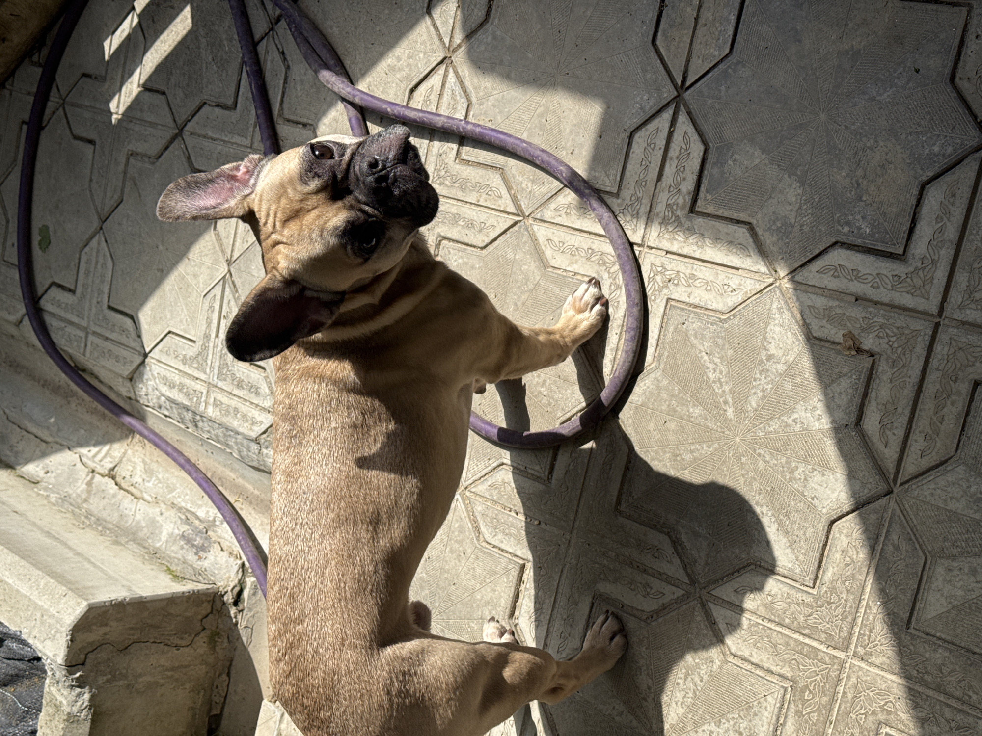A fawn-colored French Bulldog stands on a patterned concrete patio in Mikhaylovsk, Russia. The dog is facing towards the right side of the frame, with its head turned to look at the camera. A purple hose is coiled on the patio around the dog. Sunlight casts shadows on the patio, creating a high-contrast scene. In the background, a concrete structure with a rough texture is visible. The overall environment appears to be an outdoor residential area.