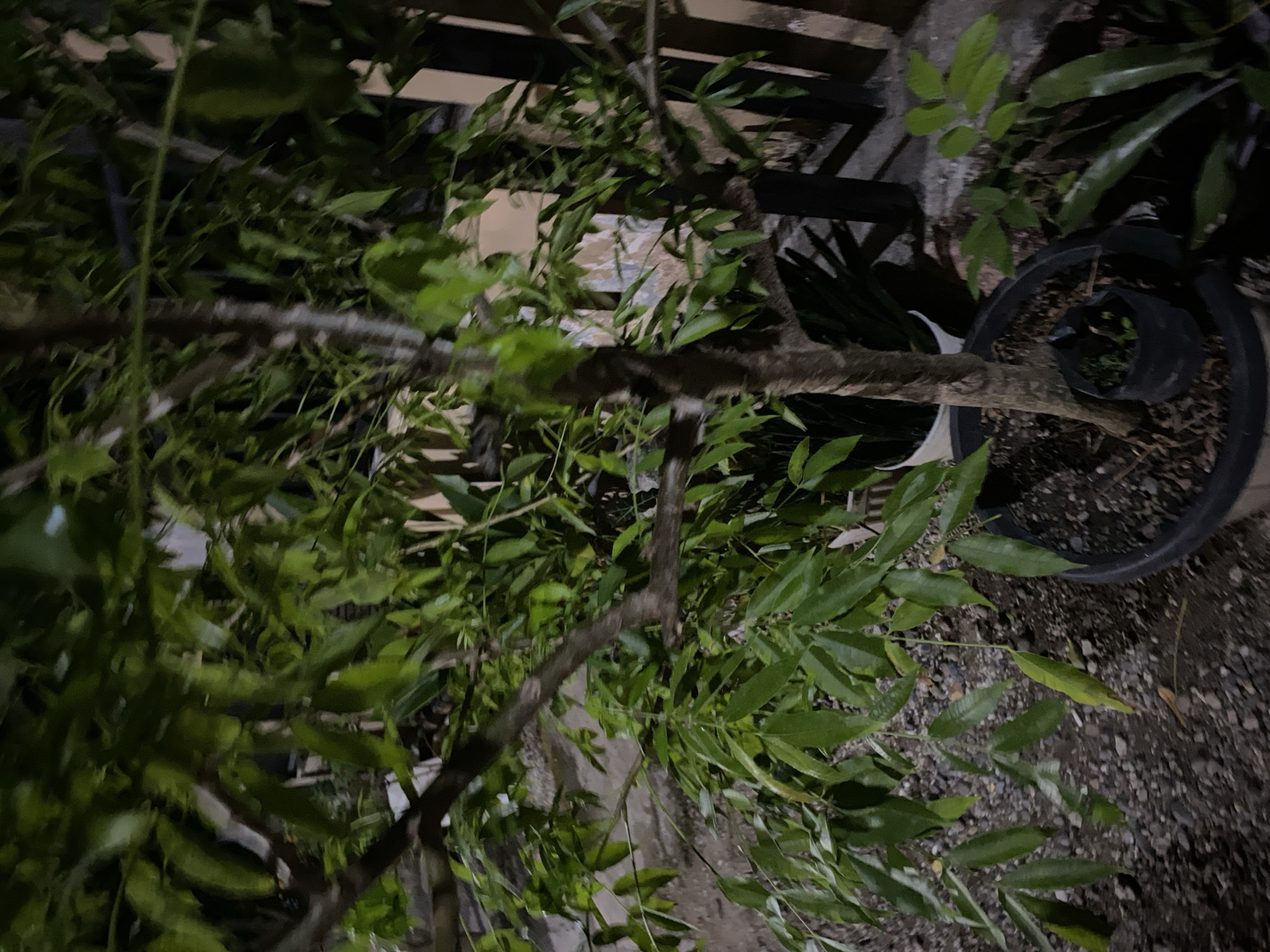 In Lambaro Kueh, Indonesia, the image depicts a medium-sized potted tree with dark bark and numerous green leaves. The tree is situated outdoors, with a gravel-covered ground visible beneath it. In the background, a dark wooden fence with vertical planks can be observed, suggesting a residential or garden setting. The lighting in the image is dim, indicating it was likely taken at night or in low-light conditions. There are no people or discernible animals present in the scene. The overall impression is a still, natural environment within a developed area.
