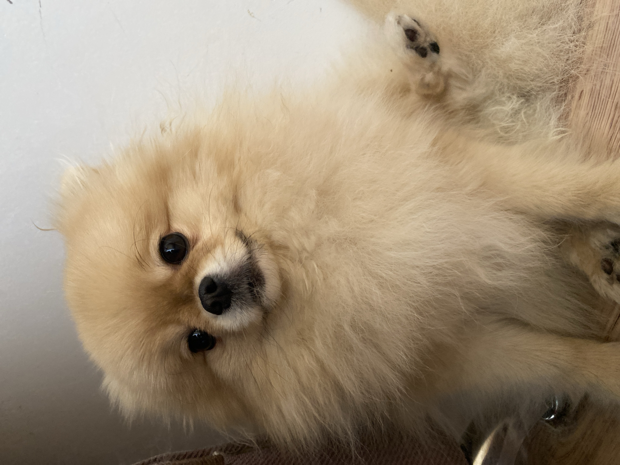 A close-up, slightly rotated, indoor photograph depicts a cream-colored Pomeranian dog. The dog is looking directly at the viewer with its round, black eyes and small, black nose. Its fluffy fur fills most of the frame. The background is a mix of light gray and brown, suggesting a wall and possibly a piece of furniture or flooring. The dog appears to be lying on its back, as one can observe black paw pads in the upper right area.