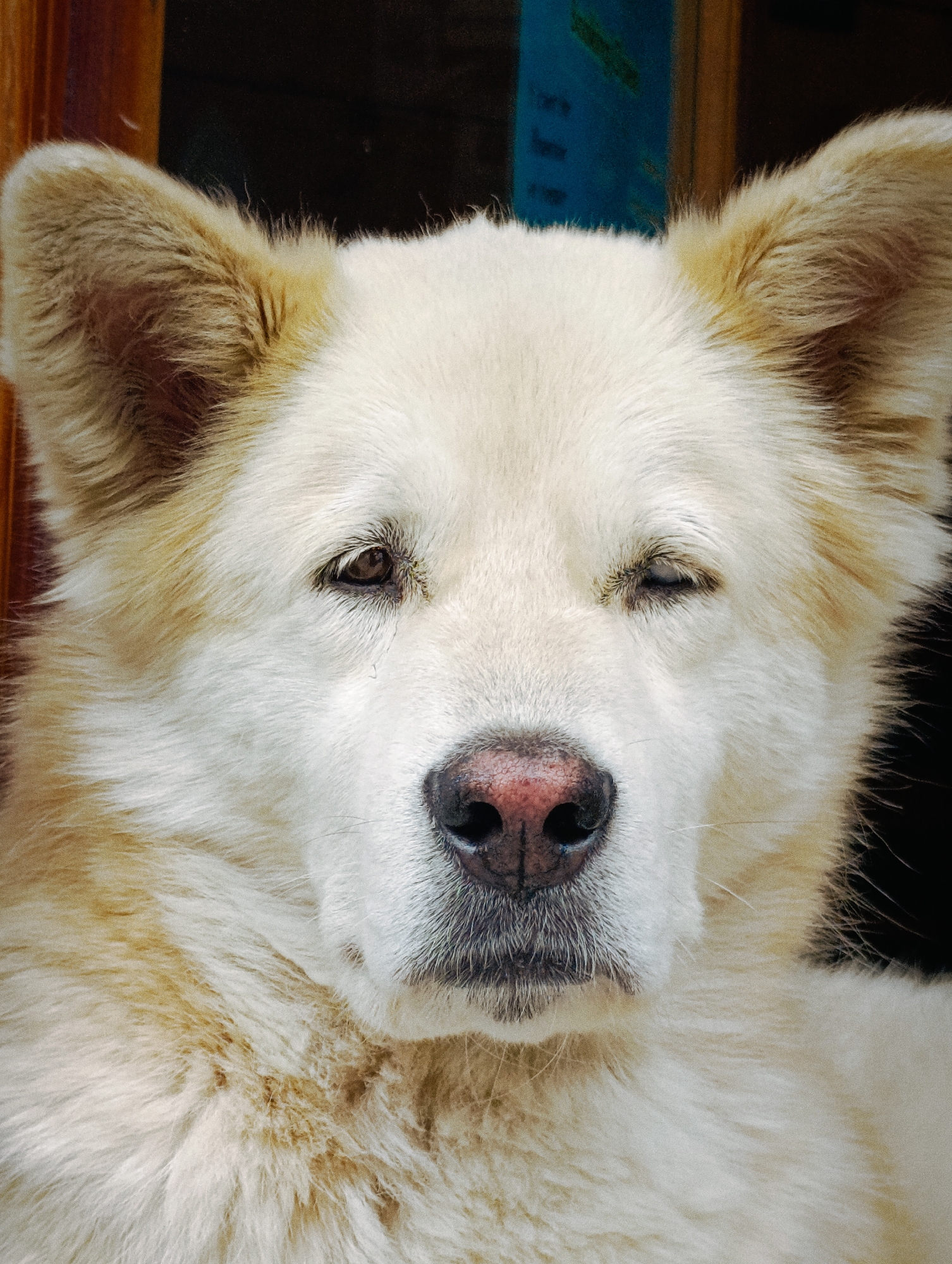 A close-up, head-on portrait of a large, white dog with light brown markings on its ears and around its face. The dog is looking directly at the camera, with one eye partially closed as if winking. Its nose is dark pink and appears wet. The dog's fur is thick and fluffy, particularly around its face and ears. The background is dark, with hints of a wooden frame and a blurred blue object to the left, suggesting an indoor or sheltered outdoor setting. The image appears to be taken in Vashisht, India, a town known for its hot springs and Hindu temples, situated in the Kullu Valley of Himachal Pradesh.