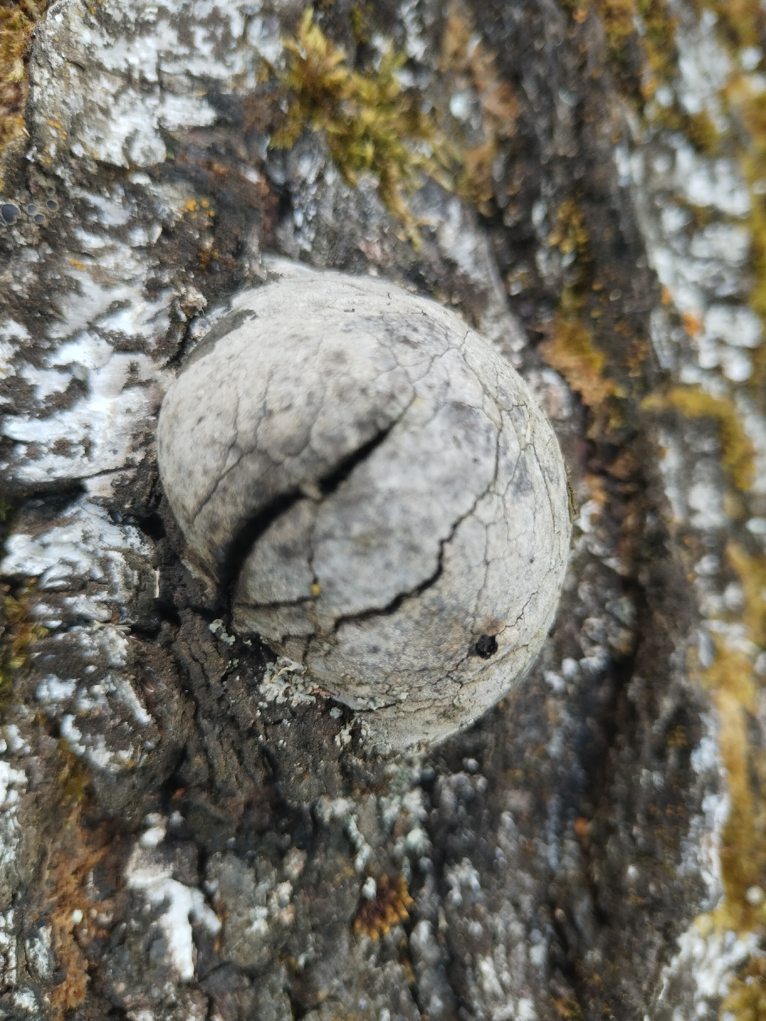 The image shows a close-up, macro view of a cracked, grey, spherical object, possibly a gall or burl, embedded in the rough, textured bark of a tree. The bark is dark brown and grey, with patches of white, possibly lichen or frost, and some blurry green and yellow moss. The object itself has prominent cracks radiating from a central fissure, and a small dark hole is visible on its surface. The background is the continuation of the tree bark, with some areas in focus and others blurred, giving a shallow depth of field. The overall impression is one of natural texture and detail found on a tree trunk.