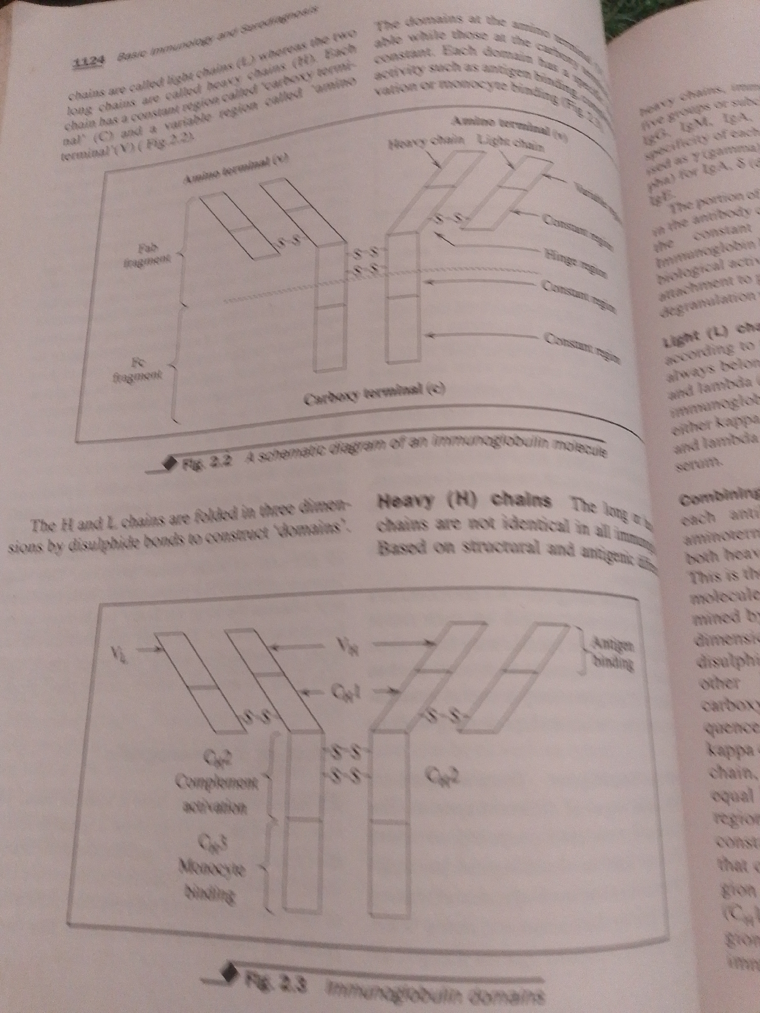 This media file contains two images of an open textbook page. The pages display diagrams and text related to immunology, specifically focusing on immunoglobulins. The first diagram, labeled "Fig. 2.2 A schematic diagram of an immunoglobulin molecule," illustrates the structure of an antibody, showing heavy and light chains, as well as their amino and carboxy terminals, and fab and fc fragments. The second diagram, labeled "Fig. 2.3 Immunoglobulin domains," provides a more detailed view of the domains within the immunoglobulin chains, highlighting regions for complement activation and monocyte binding.
The surrounding text explains the structure and function of antibody chains, including the differences between heavy and light chains, and the concept of immunoglobulin domains. It also touches upon variations in heavy chains that define different immunoglobulin isotypes (IgG, IgM, IgA, IgE). The text is written in English.
There are no people, animals, or specific scenes depicted. The setting is a book, likely in a study or library environment, given the academic nature of the content. No time of day or weather information is available. The visible text is academic and scientific, discussing immunological concepts. The location context of Jalingo, Nigeria, is not directly evident from the image content itself but is provided as external information.