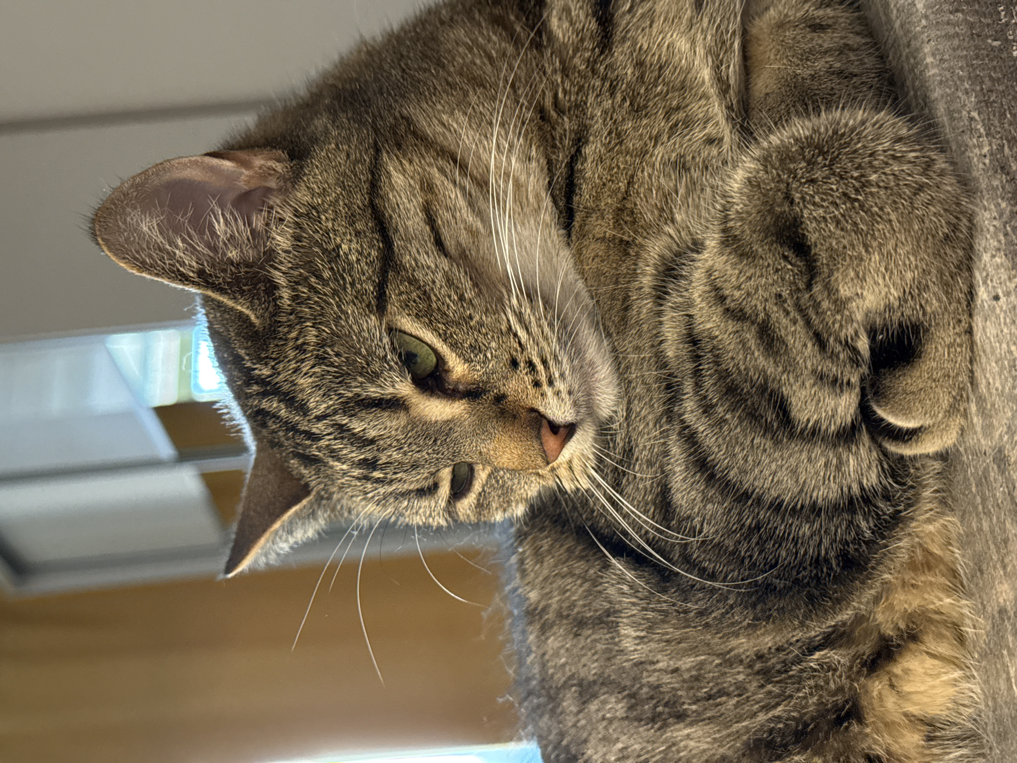 A close-up shot captures a tabby cat resting indoors. The cat, primarily brown with black stripes, is positioned at an angle, with its head slightly tilted down and eyes partially closed, suggesting a relaxed or sleepy state. Its green eyes are visible, and its pink nose stands out against its striped fur. The cat's paws are tucked beneath its chest. The background is softly blurred, showing hints of indoor elements like curtains or blinds and possibly window light. The image is taken from a low angle, focusing on the cat's face and upper body. The location in Saint Petersburg, Russia, is not discernible from the visual information provided in the image.