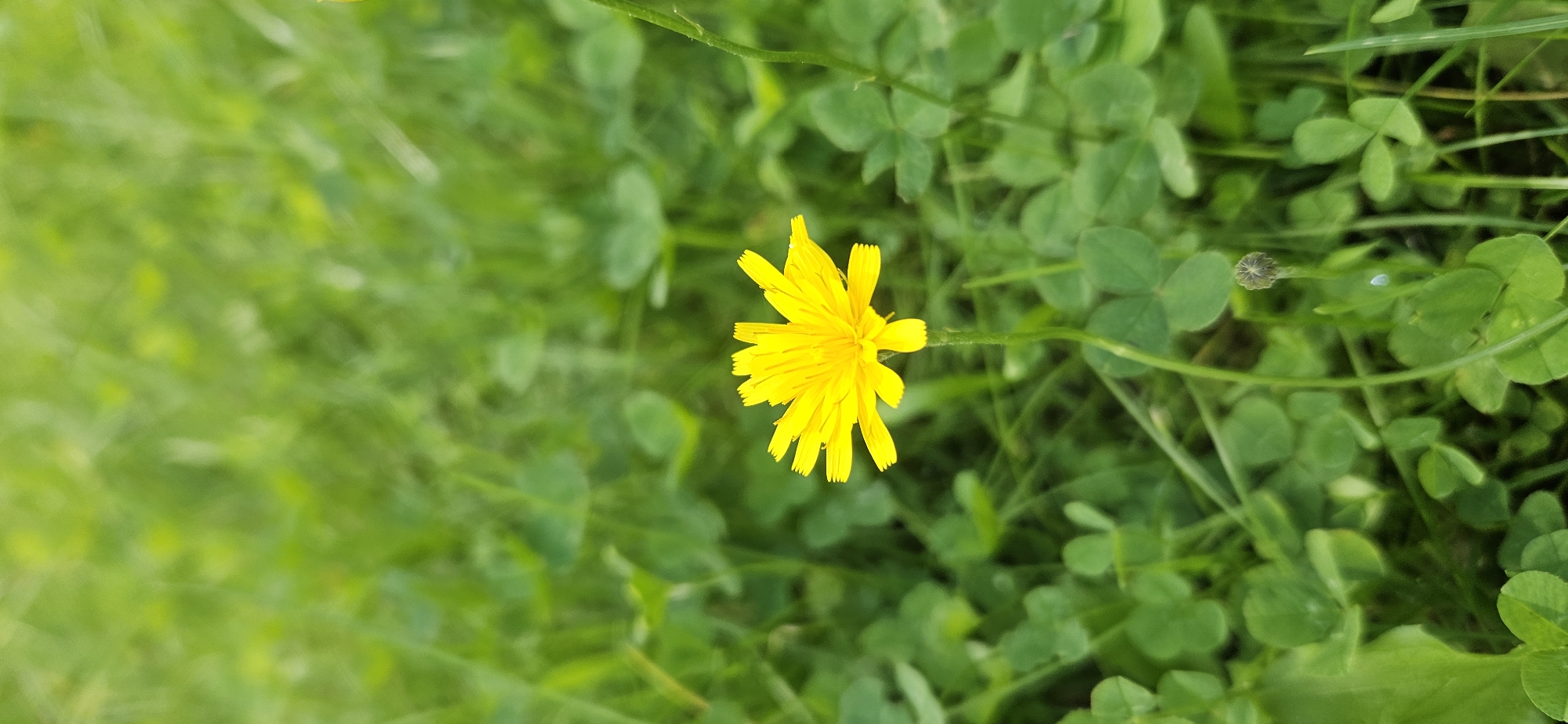 A single yellow flower stands in a patch of green clover and grass. The flower has thin, elongated petals that radiate from a central disk. The stem is thin and green. The background is a soft blur of green, suggesting a natural setting. The image was taken in Vitsebsk, Belarus.