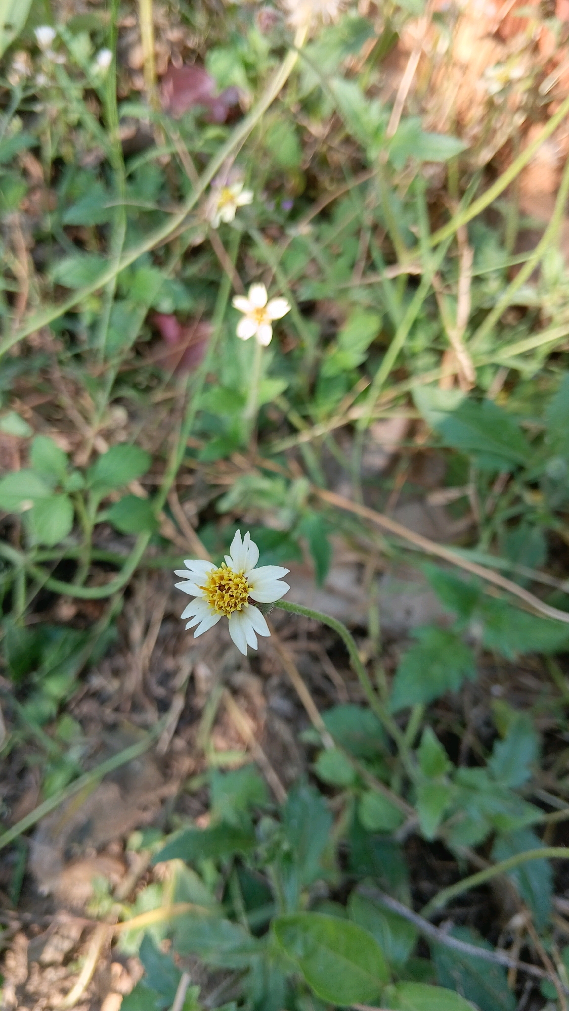The image shows a close-up of a small white flower with a yellow center, blooming in a grassy, outdoor setting. The flower is in focus, with its delicate white petals fanned out and its textured yellow disc clearly visible. The surrounding environment is composed of various shades of green grass and some dry, brown foliage on the ground, suggesting a natural or unkempt area. The lighting appears to be natural daylight, casting soft shadows and highlighting the textures of the plants. There are other, less distinct flowers in the background, suggesting a patch of wildflowers. The overall scene is one of simple, natural beauty. This scene could be found in Klorogan, Indonesia, as it depicts a common natural landscape.