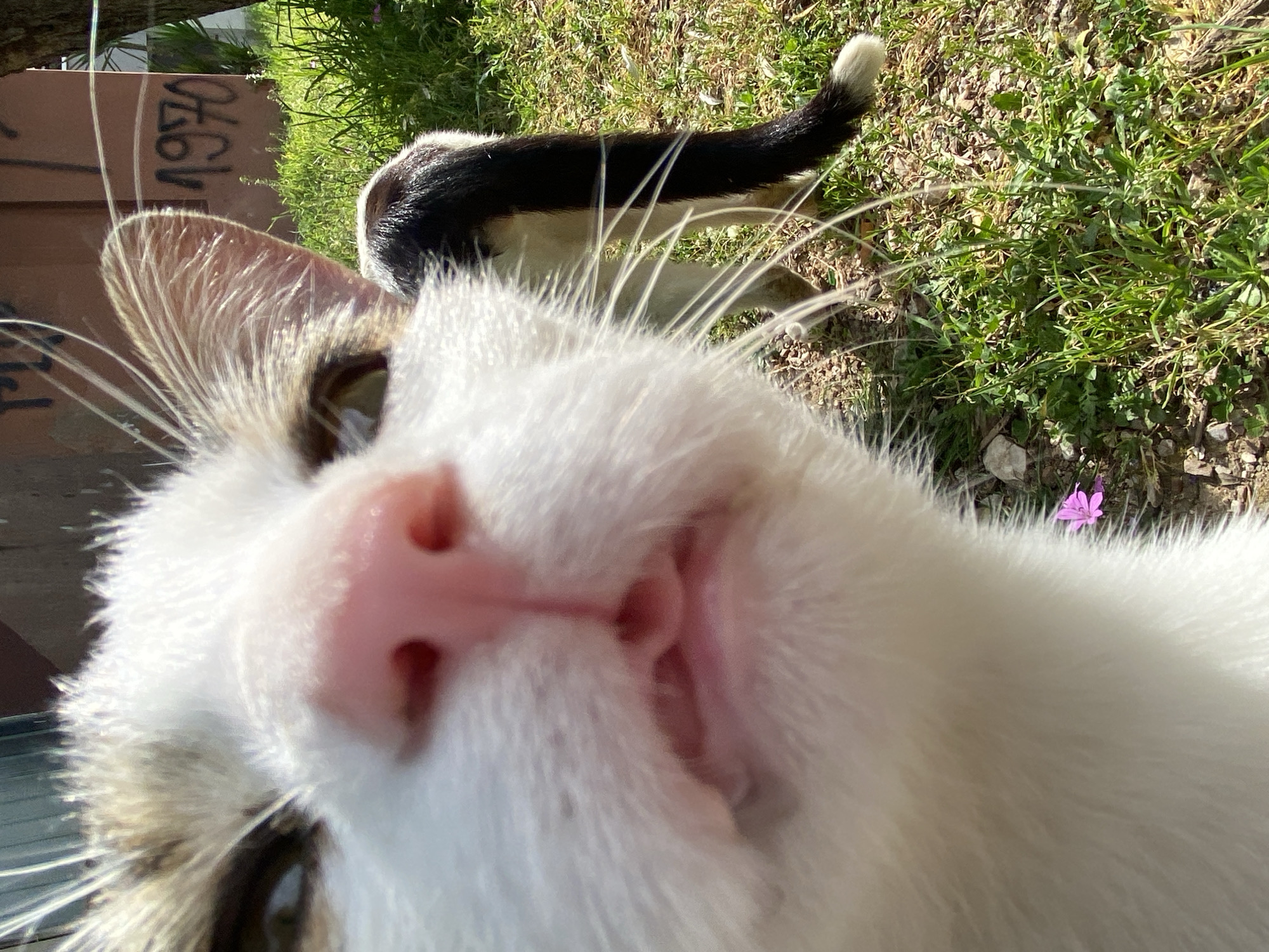 A very close-up, low-angle shot captures the curious face of a domestic cat, appearing to sniff or look directly into the camera lens. The cat's prominent pink nose and mouth are central, surrounded by soft white fur. Tabby markings of brown and grey are visible on its ears and the side of its face, with delicate white whiskers fanning out.
In the mid-ground, behind the main subject, the black tail with a white tip of another cat is visible, suggesting a second feline is present. The background reveals an outdoor setting under bright sunlight, with patches of green grass, some dirt, and small pebbles on the ground. A single small purple flower is visible in the grass on the right.
To the left, a brown wall or fence is partially visible, bearing the distinct black numbers "1970". The clear shadows and vibrant greens indicate a sunny daytime environment. The scene depicts a playful moment with the cat in an outdoor setting in Budva, Montenegro.