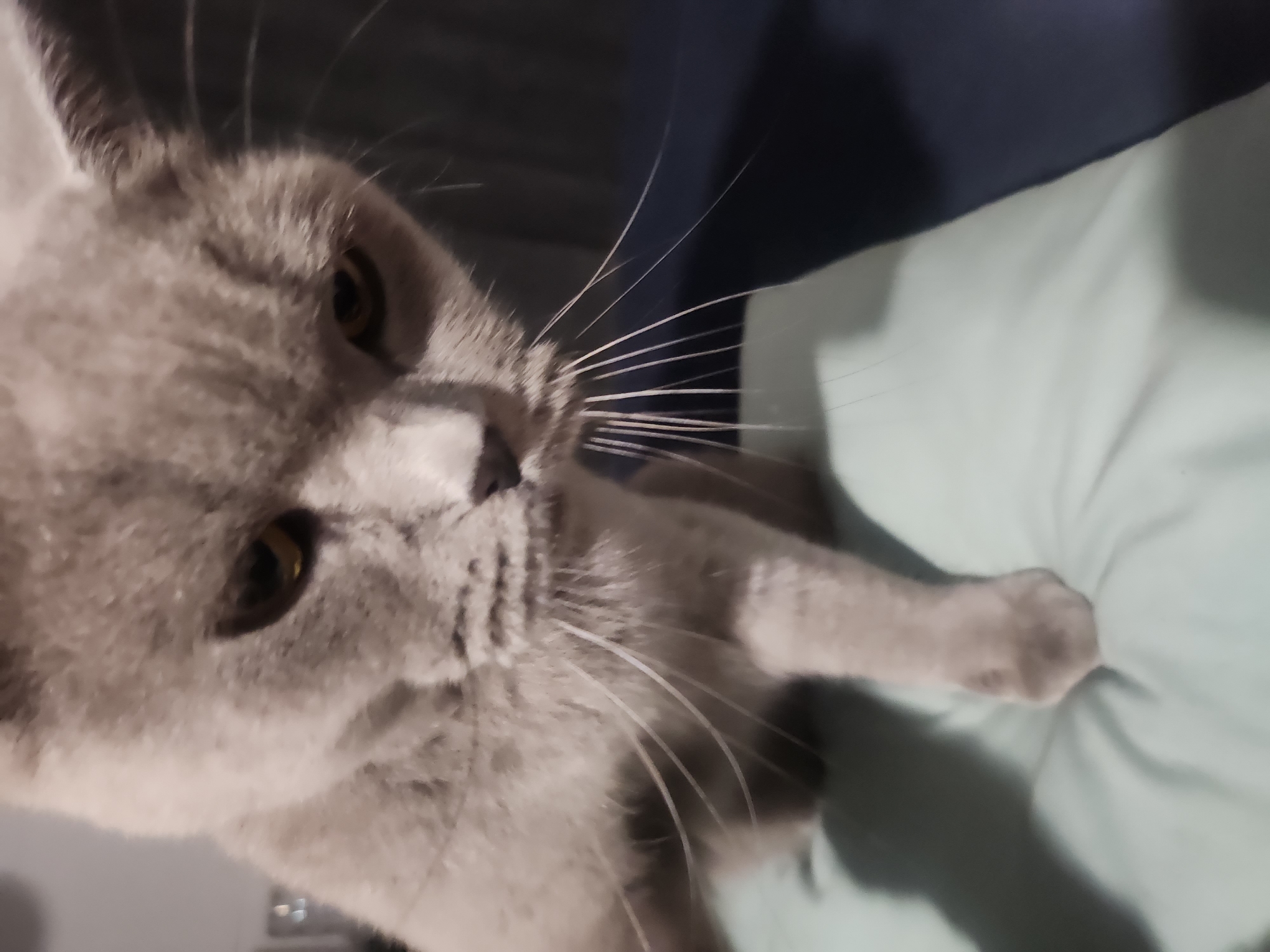 A close-up, eye-level shot shows a grey cat with yellow eyes looking down and slightly to the right. The cat's head is in focus, while its body and surroundings are blurred. The cat's fur appears soft and short. Its mouth is slightly open, revealing a bit of its tongue. The cat's left paw is extended forward and rests on a light-colored, soft surface, possibly a pillow or cushion. The background is dark and out of focus, with hints of a dark blue surface to the right. The lighting appears to be artificial, casting a slight shadow to the left of the cat's paw. The image appears to have been taken indoors. There is no information available to indicate the location within the city of Tsarevo, Bulgaria.