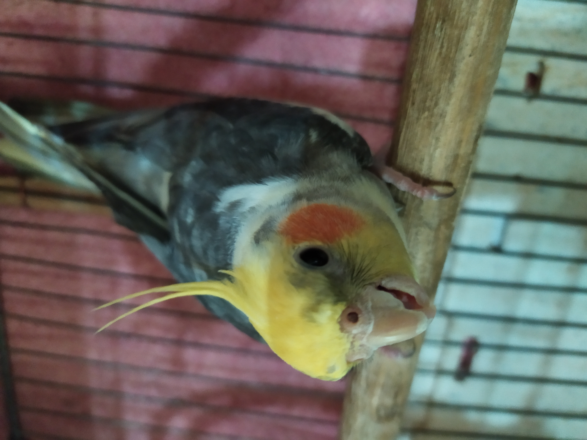 A cockatiel is perched on a wooden dowel inside a cage. The bird has a yellow crest, white cheeks with orange spots, and gray and white body feathers. Its beak is slightly open, revealing the inside of its mouth. The cage bars are visible, and behind them is a pink background with vertical stripes. The scene is dimly lit. There are no people or other animals present. The location is not specified in Bilajari, Azerbaijan.
