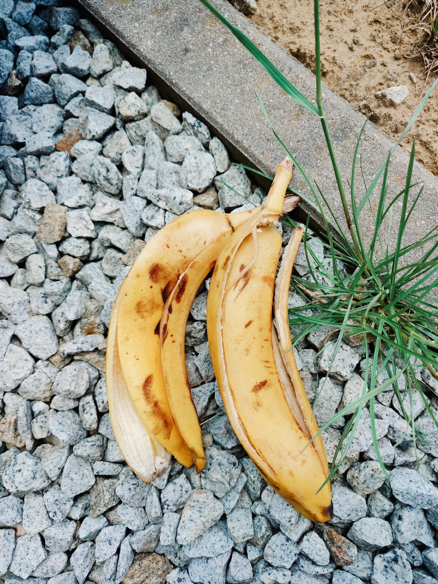 Two partially peeled bananas lie on a bed of light gray gravel. The bananas are yellow with brown spots, and the peels are curled open, revealing the whitish flesh. A concrete curb runs along the upper right edge of the image, separating the gravel from a patch of dry soil and sparse green grass. The scene appears to be outdoors.