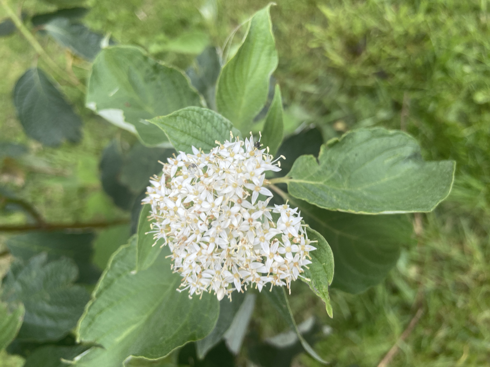 A close-up shot focuses on a cluster of small, white flowers with yellow centers, blooming on a plant with large, green leaves. The flowers are arranged in a dense, rounded inflorescence. Two small, dark insects, likely flies, are visible on the flower cluster. The background consists of out-of-focus green foliage and grass, suggesting an outdoor natural setting. The lighting appears to be natural daylight, casting soft shadows. This image was captured in Balashikha, Russia.