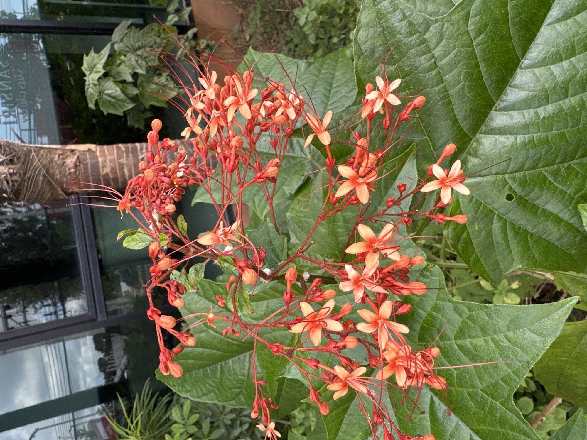 In Kathu, Thailand, a close-up shot focuses on a cluster of delicate, star-shaped flowers with thin, red stems. The flowers exhibit a gradient of colors, transitioning from vibrant orange at their tips to a lighter, peachy hue towards their centers, with some still in bud form, appearing as small, red teardrops. Long, thread-like stamens extend from the blossoms. These flowers bloom from thin, red branches that extend from a larger, central stem. The background is dominated by large, lush green leaves with prominent veins. Behind the foliage, a palm tree trunk, with its rough, fibrous texture, stands to the left of the frame. Further in the background, a building with large, dark-tinted windows reflects the sky and surrounding vegetation, suggesting an outdoor setting adjacent to an urban or commercial structure. The scene is illuminated by natural light, casting soft shadows and highlighting the textures of the plant life.