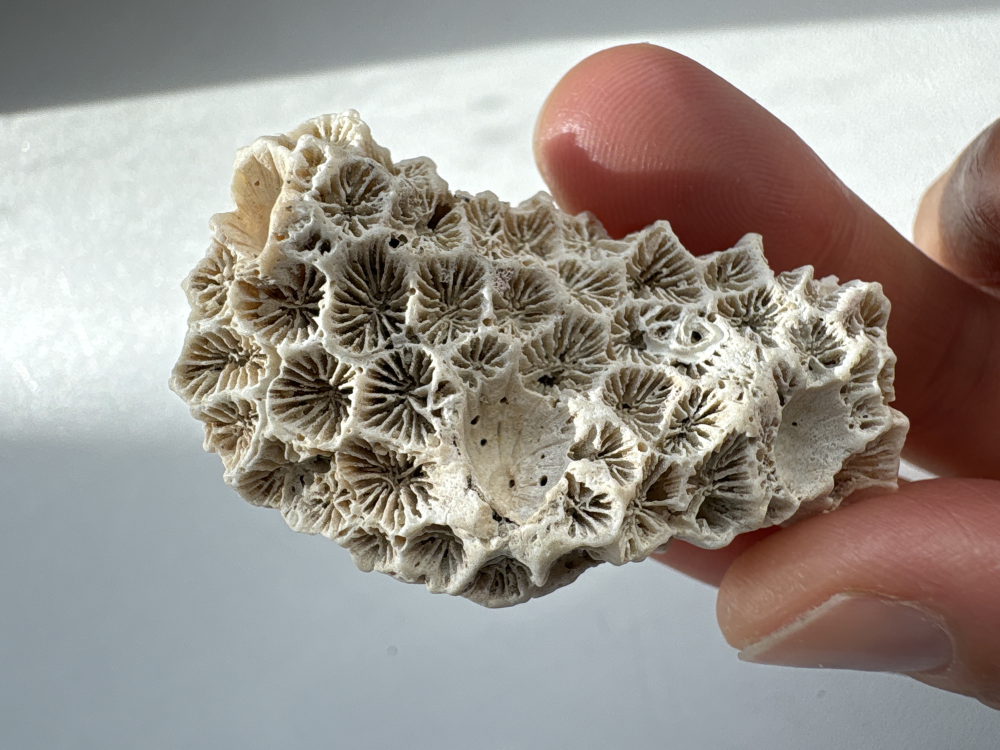 A hand holds a piece of white fossilized coral with a honeycomb-like structure under bright lighting. The coral's surface is textured with numerous small, symmetrical patterns. The background is a light gray or white gradient. The fingers holding the coral are visible and out of focus. There is no visible location in the city of Ulyanovsk, Russia.