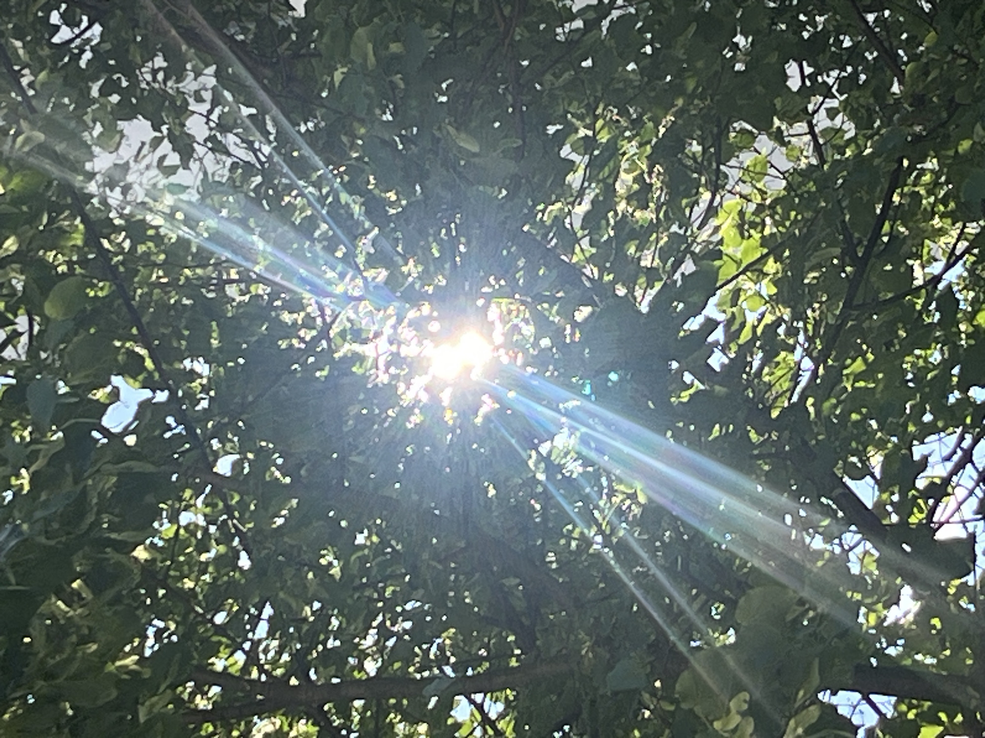 The image shows a sunbeam piercing through the dense green foliage of trees, creating a radiant halo effect. The sun is positioned centrally, its light casting distinct rays that fan out, illuminating the leaves and branches. The scene appears to be outdoors, likely in a park or a wooded area within the city of Drohobych, Ukraine, given the context. There are no people or specific objects visible, only the natural elements of trees and sunlight. The overall atmosphere is bright and natural, with the sunlight creating a dynamic visual effect.