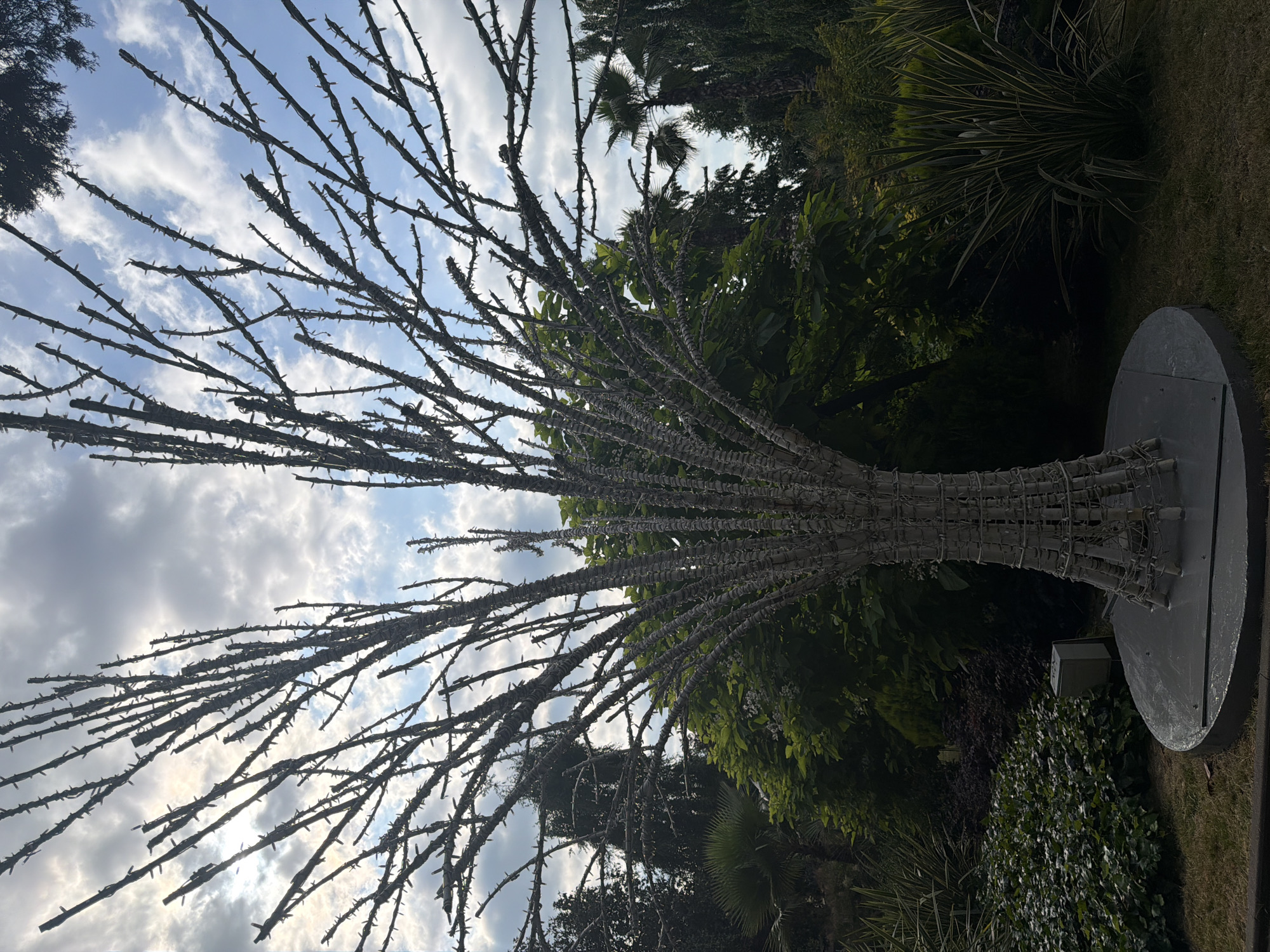 The image displays a unique sculpture resembling a thorny tree, set against a backdrop of a cloudy sky and lush greenery. The sculpture is constructed from thin, dark branches that are covered in numerous sharp protrusions, giving it a menacing yet artistic appearance. The branches fan out from a central trunk that is bound with what appears to be wire or similar material. The sculpture has a solid, circular base, partially visible on the right side of the frame.
Behind the sculpture, dense foliage of various plants and trees creates a vibrant green contrast. Palm trees are visible amongst the other vegetation, suggesting a warm climate. The sky above is a mix of bright blue and dramatic, white-grey clouds, with the sun peeking through in places, indicating it is likely daytime.
The overall scene is outdoors, in what appears to be a garden or park setting. The sculpture's thorny nature and the overhead sky might evoke a sense of unease or wildness, contrasting with the cultivated garden environment. There is no visible text in the image. The location context provided is Sochi, Russia, which is known for its subtropical climate and abundant greenery, making this scene plausible. No people are visible in the image.