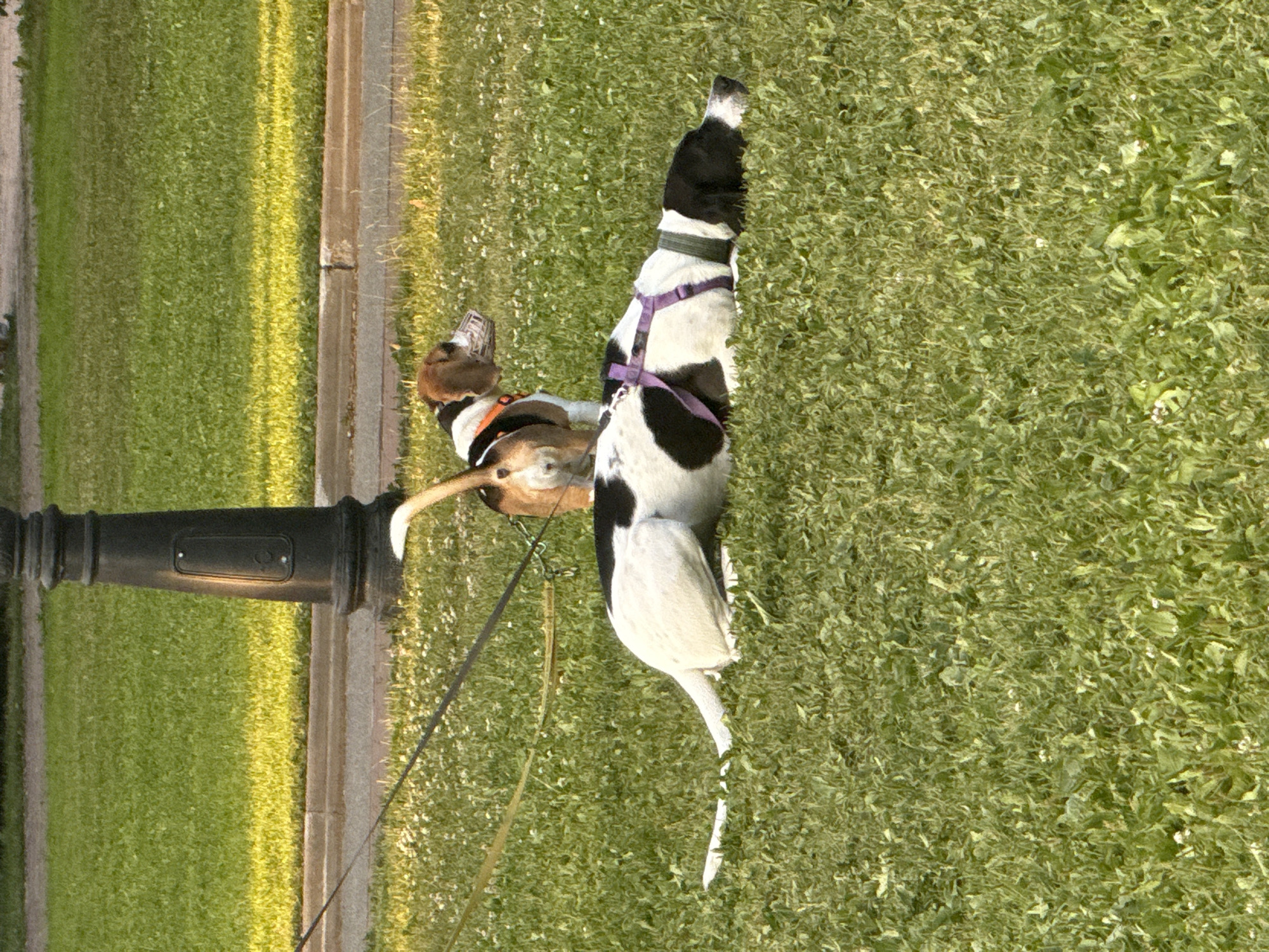 Two dogs are on a grassy lawn. One dog is lying down, facing to the right. The other dog is standing, facing away from the camera. Both dogs are leashed. A black lamppost is visible in the background. The scene appears to be in a park or public space.