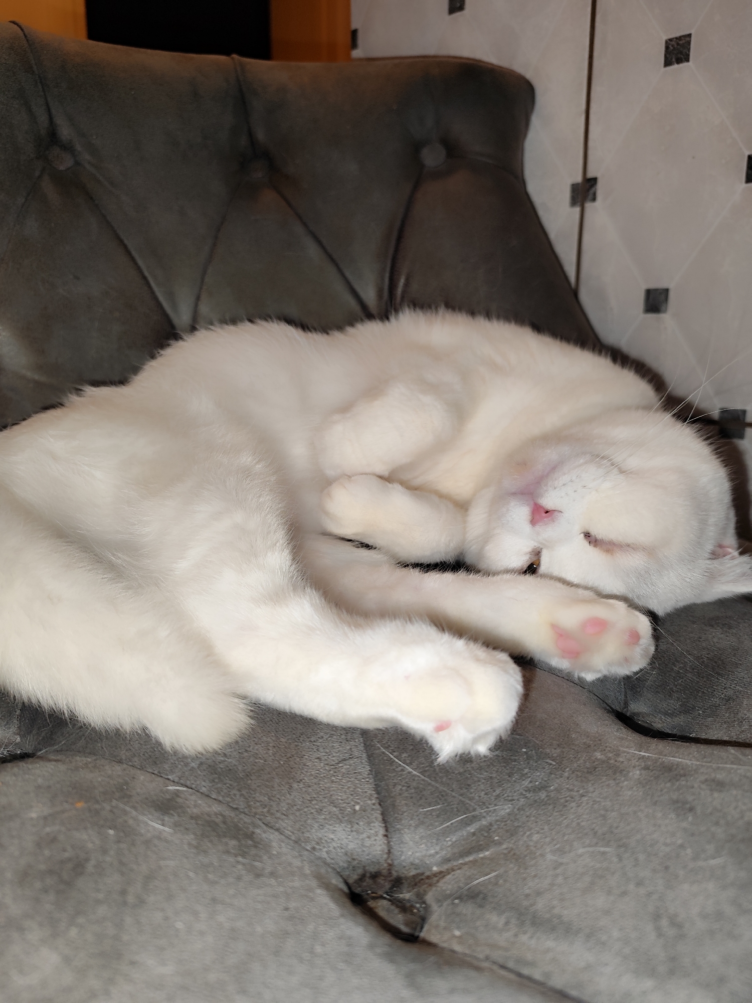 A white cat is curled up asleep on a grey tufted chair. The cat's pink nose and paws are visible. The background shows a wall with light-colored tiles. The location is unspecified, but the request mentions Sarıyer, Turkey, suggesting this is the area.