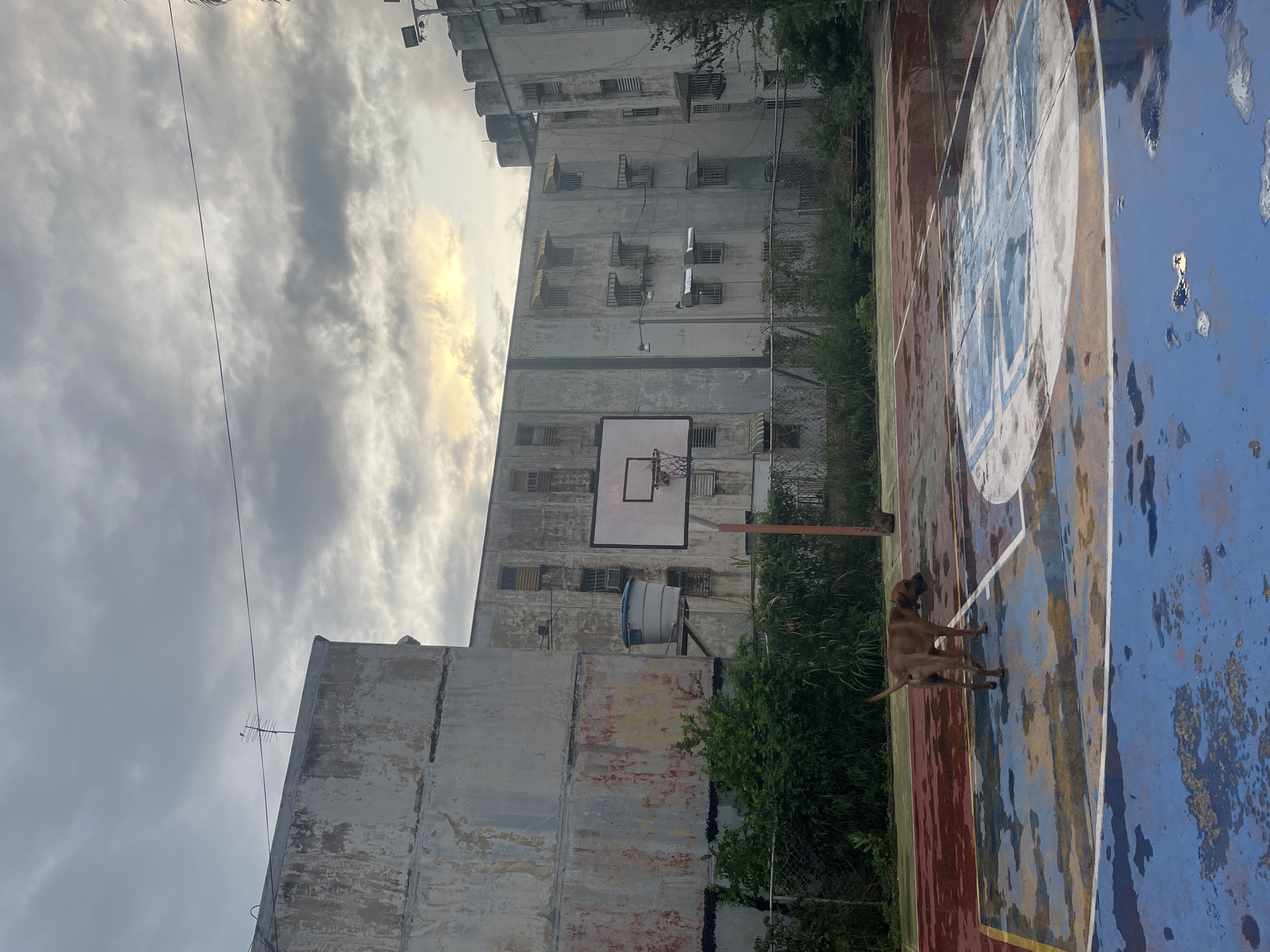 The image depicts a weathered basketball court with a dog standing on it. The court is marked with faded blue, red, and yellow paint, with several puddles reflecting the overcast sky. A basketball hoop with a white backboard is positioned on the court. In the background, a multi-story, aged building with peeling paint and barred windows looms under a cloudy sky. The building appears to be an apartment complex. Vegetation, including bushes and trees, surrounds the court and the building. The scene is set in an urban environment, likely in Maracay, Venezuela, given the architectural style and the visible elements. No people are present in the image.
