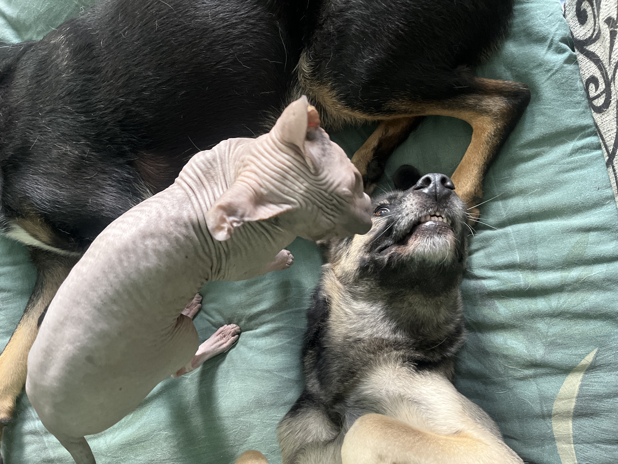 A Sphinx cat is leaning over a German Shepherd dog that is lying on its back on a teal patterned blanket. The cat has wrinkled pink skin and its head is close to the dog's face. The dog has grey, black, and tan fur and its eyes are partially closed. The dog's mouth is open, revealing its teeth. The image appears to be taken indoors in a domestic setting. There is no information available about the location in Nizhny Tagil, Russia.