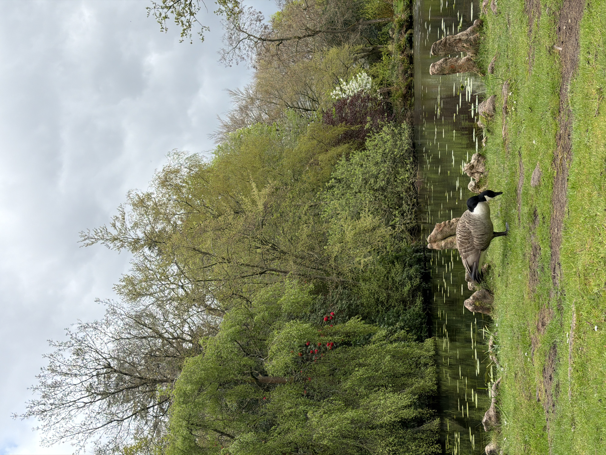 The image depicts a tranquil natural landscape, likely a park or a lakeside area in Knutsford, United Kingdom, under an overcast sky.
In the foreground, on the right side of the frame, a Canada Goose stands on a grassy bank, facing towards the left. The goose displays its characteristic black head and neck with prominent white cheek patches, and its body features shades of brown and grey. The grassy bank has some darker, possibly muddy, patches indicating frequent use. Several weathered tree stumps or roots are visible along the water's edge.
To the left of the bank, a calm body of water, likely a pond or lake, stretches across the middle ground. Its surface reflects the surrounding trees and the grey sky, and several elongated green lily pads or similar aquatic plants float upon it.
The far bank is densely covered with lush vegetation, primarily deciduous trees and thick bushes. The foliage displays a variety of green hues, characteristic of spring or early summer, with some trees showing lighter new growth and others a deeper green. A striking cluster of vibrant red flowers, possibly rhododendrons or azaleas, stands out against the green backdrop on the distant bank.
Above the tree line, the sky is uniformly overcast with soft, grey clouds, suggesting a cloudy day with diffuse lighting. The scene conveys a sense of peace and natural serenity. There is no specific activity occurring, beyond the goose's quiet presence, and no visible text in the image.