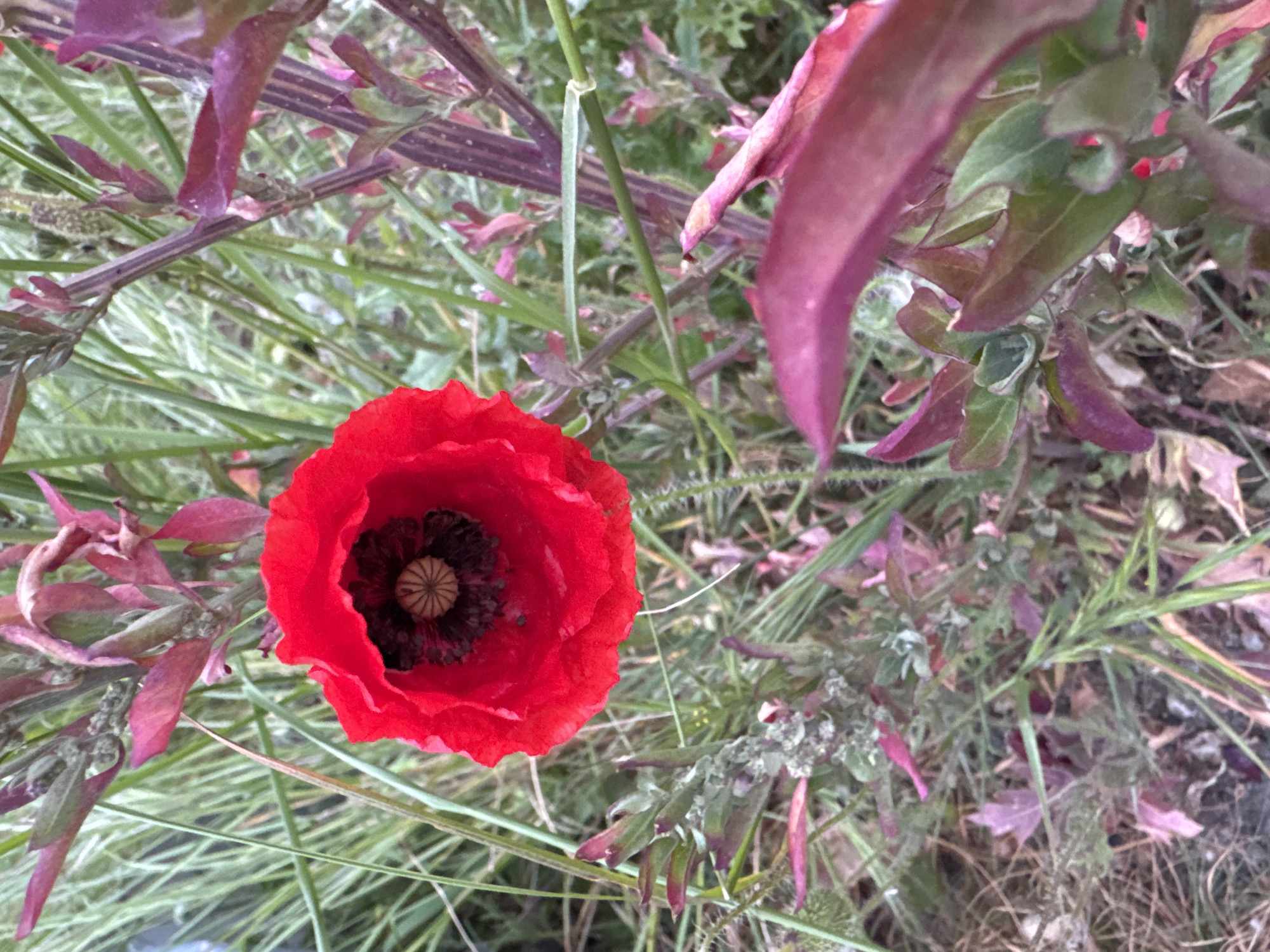 The image shows a red poppy in a field of green grass and other plants. The poppy is the focal point, with its vibrant petals fully open, revealing a dark, intricate center. The surrounding foliage is a mix of green and reddish-purple stems and leaves. The location is Boreti, Montenegro, as requested.