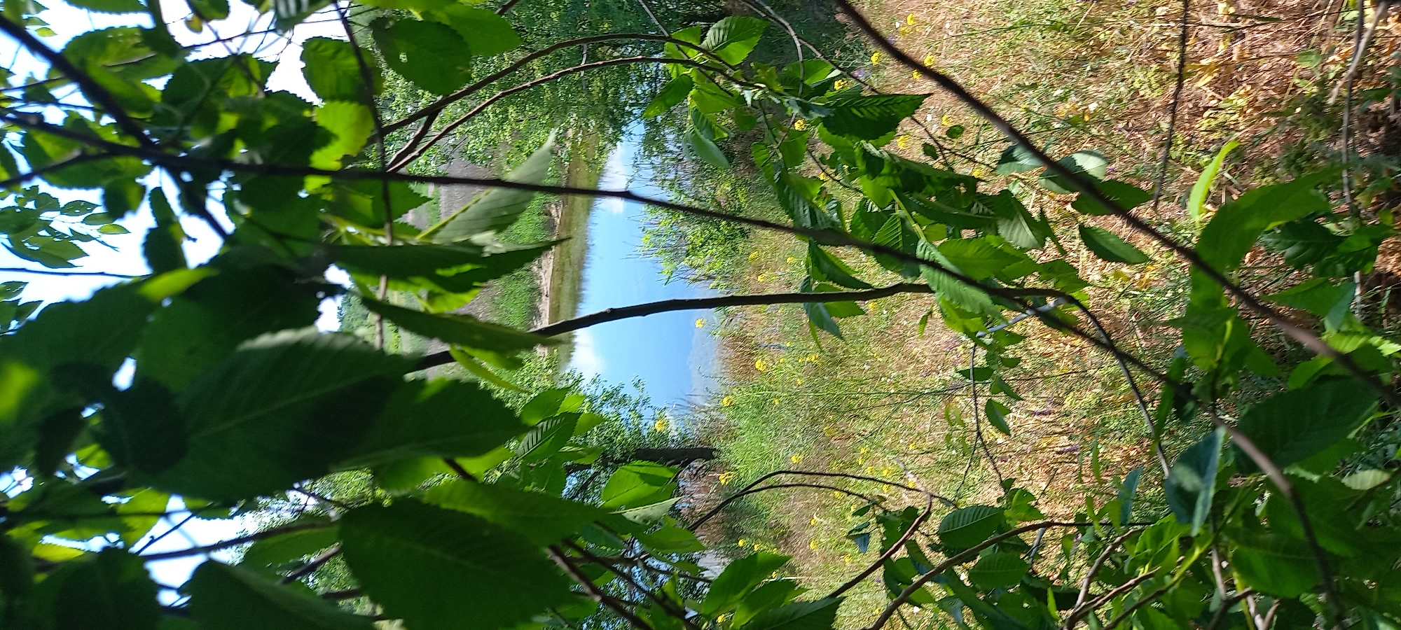 The image captures a view of a body of water, likely a pond or small lake, framed by the foliage of trees in the foreground. The water reflects the blue sky and some clouds. The surrounding area appears to be a grassy field dotted with yellow wildflowers and other vegetation. In the background, more trees and greenery are visible, suggesting a natural or semi-natural environment. There are no people or animals visible in the scene. The overall impression is one of a tranquil outdoor setting, likely a park or a less developed natural area within or on the outskirts of the city of Kryvyi Rih, Ukraine.