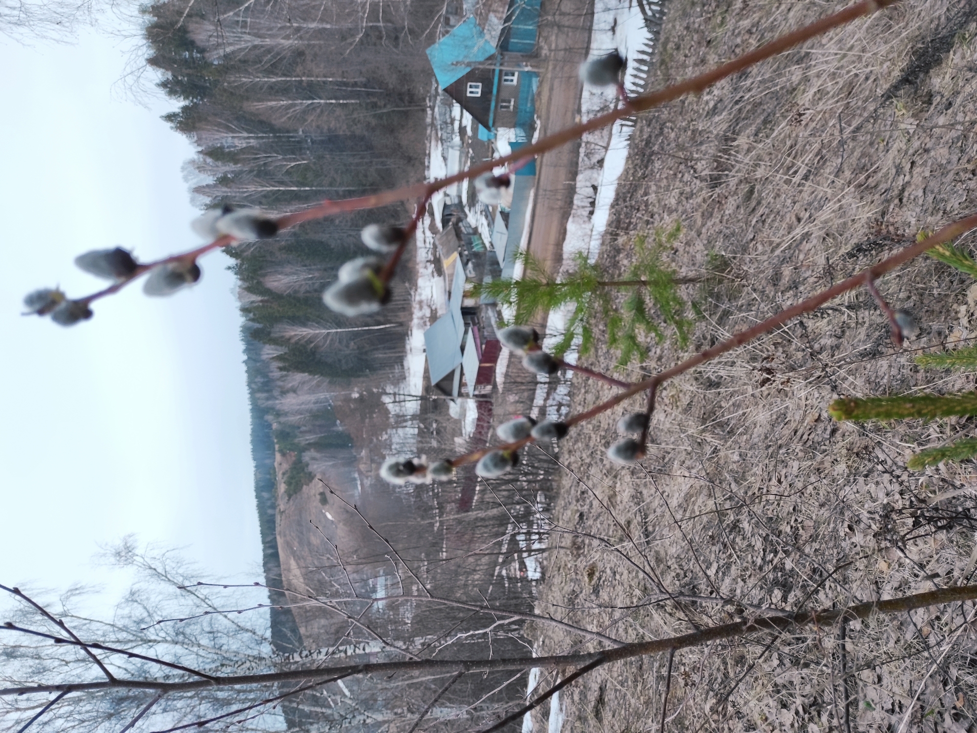 The image depicts a close-up view of willow branches with catkins in the foreground, with a village scene in the background. The background shows houses with visible roofs and architecture, suggesting a residential area. Traces of snow are present, indicating a transition season, possibly early spring. The location is likely Ольховка, Russia, based on the prompt. The environment consists of natural elements like trees and vegetation, with signs of human habitation in the form of buildings. The scene suggests a rural or semi-rural setting, with the foreground catkins being the focal point and the village providing context to the location.