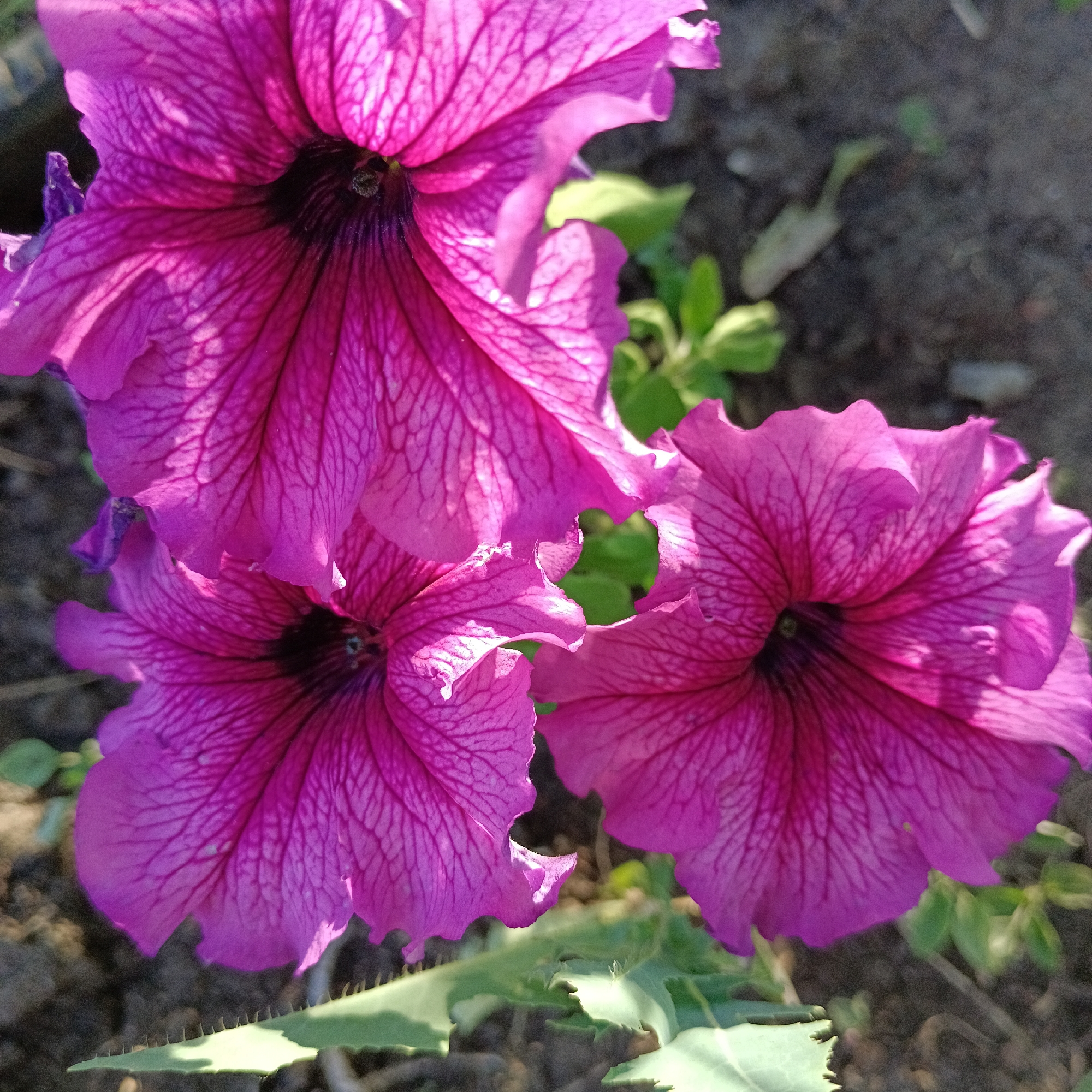A close-up, overhead view showcases three vibrant fuchsia petunia flowers in bloom, set against a backdrop of dark soil and blurred green foliage. The flowers, with their delicate, ruffled petals, display intricate darker veining that radiates from their dark centers. The lighting suggests a sunny day, with highlights and shadows accentuating the texture of the petals. The scene appears to be an outdoor garden setting. There are no people visible in the image.