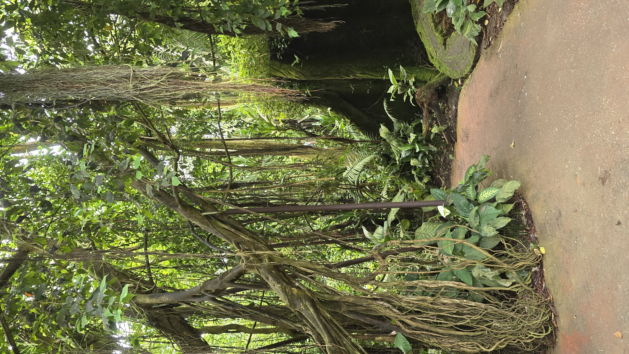 The image depicts a lush, dense jungle-like environment with abundant greenery, thick vines, and hanging roots. A reddish-brown pathway curves through the scene, bordered by various tropical plants and foliage. In the background, a large, moss-covered rock or tree trunk is visible. The overall atmosphere is one of dense vegetation and natural overgrowth. This scene is located within Burgers' Zoo in the city of Arnhem, Netherlands.