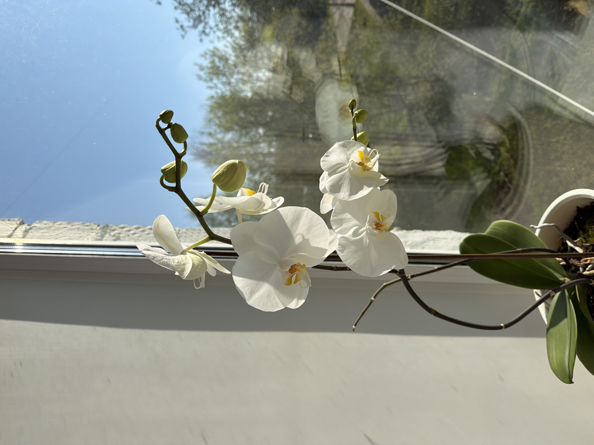 A white orchid plant in a white pot sits on a windowsill. The orchid has several open white flowers with yellow centers and numerous unopened green buds. The leaves of the orchid are dark green and visible near the pot. Outside the window, a blurred view of trees and the sky is visible. The windowsill is white. The image does not provide information to confirm that the location is Reshetnikovo, Russia.