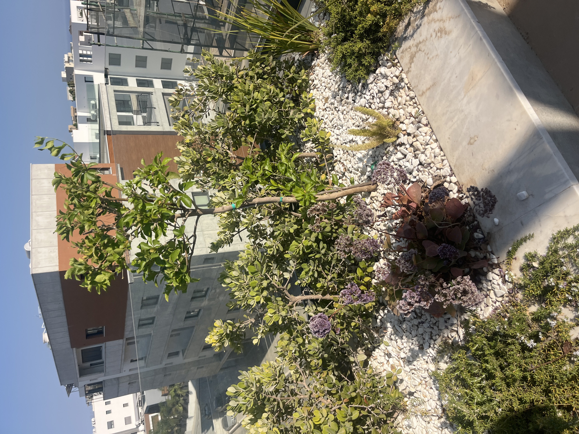 The image depicts a rooftop garden on a sunny day, overlooking a city skyline. In the foreground, a variety of plants are arranged in a bed of white pebbles. There is a young tree with green leaves, several shrubs with dense foliage, some succulents with reddish-brown leaves, and clusters of small purple flowers. A low, light-colored stone border runs along the right side of the garden bed. In the background, modern buildings with glass balconies and grey and brown facades are visible under a clear blue sky. The overall scene suggests an urban residential setting in Agios Athanasios Municipality, Cyprus, emphasizing outdoor living and landscaping. There are no people or animals visible in the image.
