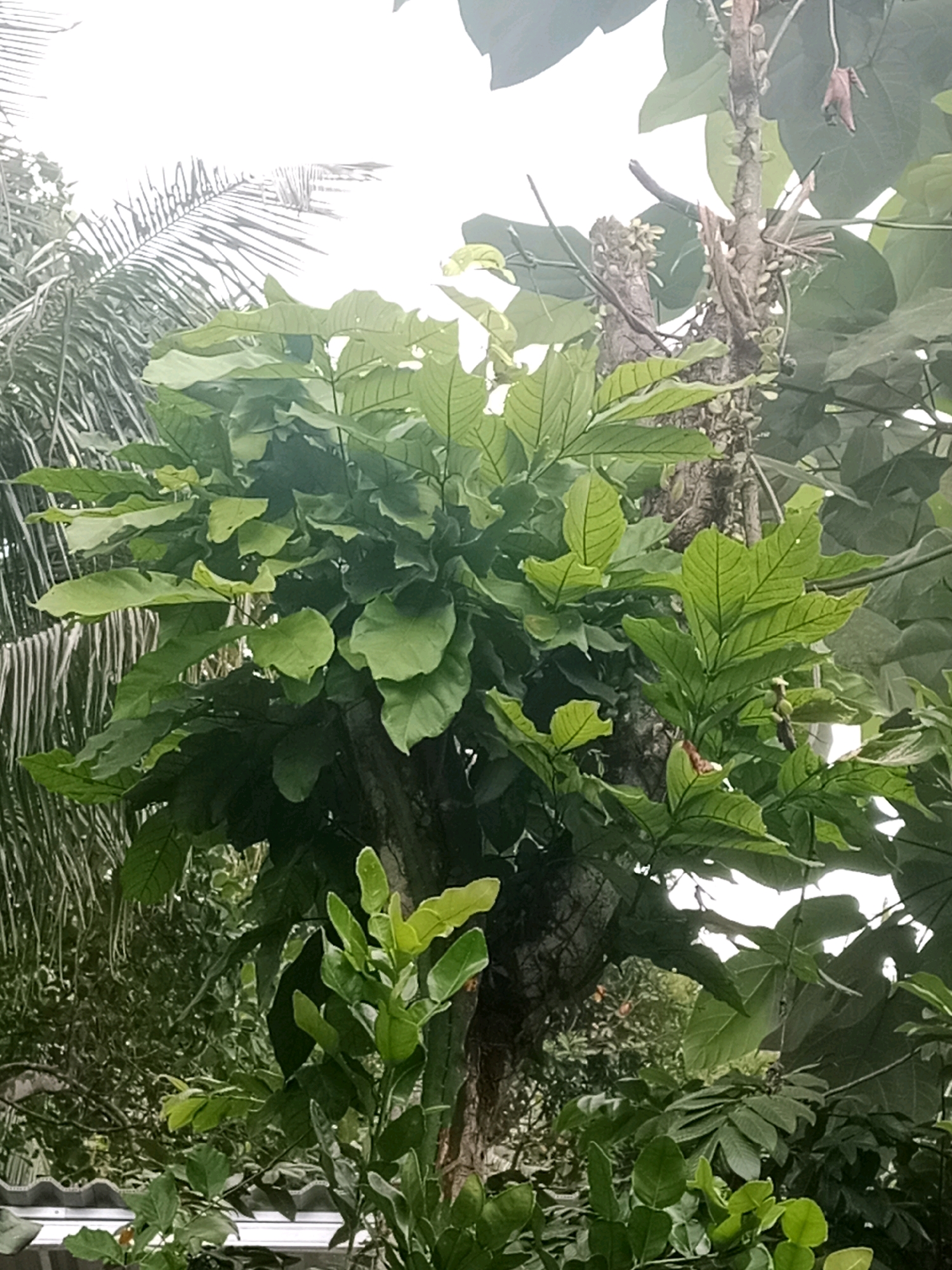 In Kramat, Indonesia, a close-up shot captures a tree with lush green foliage. The tree trunk is visible, with a rough texture, and is adorned with smaller, lighter green leaves branching out from its sides. The larger, darker green leaves are abundant, creating a dense canopy. In the background, hints of other vegetation and a bright, overcast sky are visible, suggesting an outdoor environment.