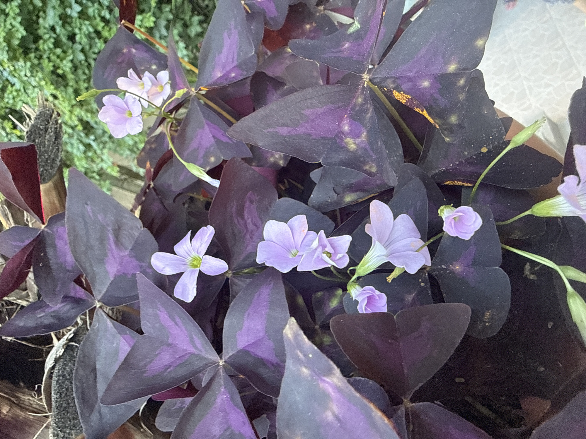 A close-up shot of a purple shamrock plant (Oxalis triangularis) in bloom, with several delicate pale purple flowers and buds scattered among its dark purple, triangular leaves. The plant appears to be in a pot, with hints of other foliage and a textured surface in the background, possibly indicating an outdoor setting. The lighting suggests it's daytime, and the focus is on the intricate details of the plant's leaves and flowers. There is no identifiable location in the city of Sozopol, Bulgaria, or any people present in the image.