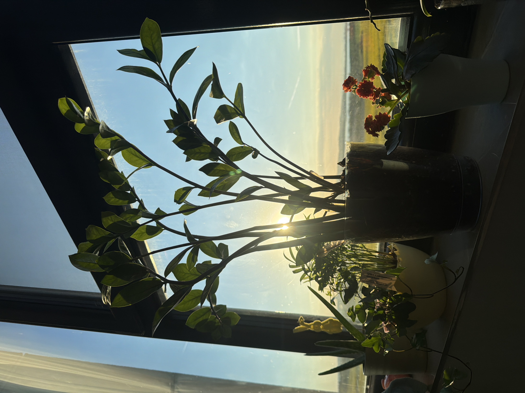 The image captures an indoor scene looking out through a large window, likely during either sunset or sunrise given the quality of light. Several potted plants are arranged on a windowsill, strongly backlit by the outdoor sun.
The most prominent plant is a tall Zamioculcas zamiifolia (ZZ plant) with multiple stems and dark green, glossy leaves, creating a striking silhouette against the bright sky. To the right, another potted plant with vibrant orange-red flowers, possibly Kalanchoe, is visible in a light-colored pot. Below these, other smaller green plants, some with trailing vines, are situated in various pots, largely obscured by deep shadows. A small yellow decorative figurine, resembling a rabbit, is placed among the lower plants.
Direct sunlight streams through the window, causing a strong backlighting effect and a visible lens flare. Outside the window, a clear blue sky transitions to a warm, golden horizon over a flat, expansive landscape, likely fields or open plains. The dark window frame provides a sharp contrast to the bright exterior. The window glass shows minor reflections and streaks. Partially visible text can be seen on a plant label among the lower plants. The scene evokes a sense of tranquility and natural beauty, observed from an indoor setting in Burgas, Bulgaria.