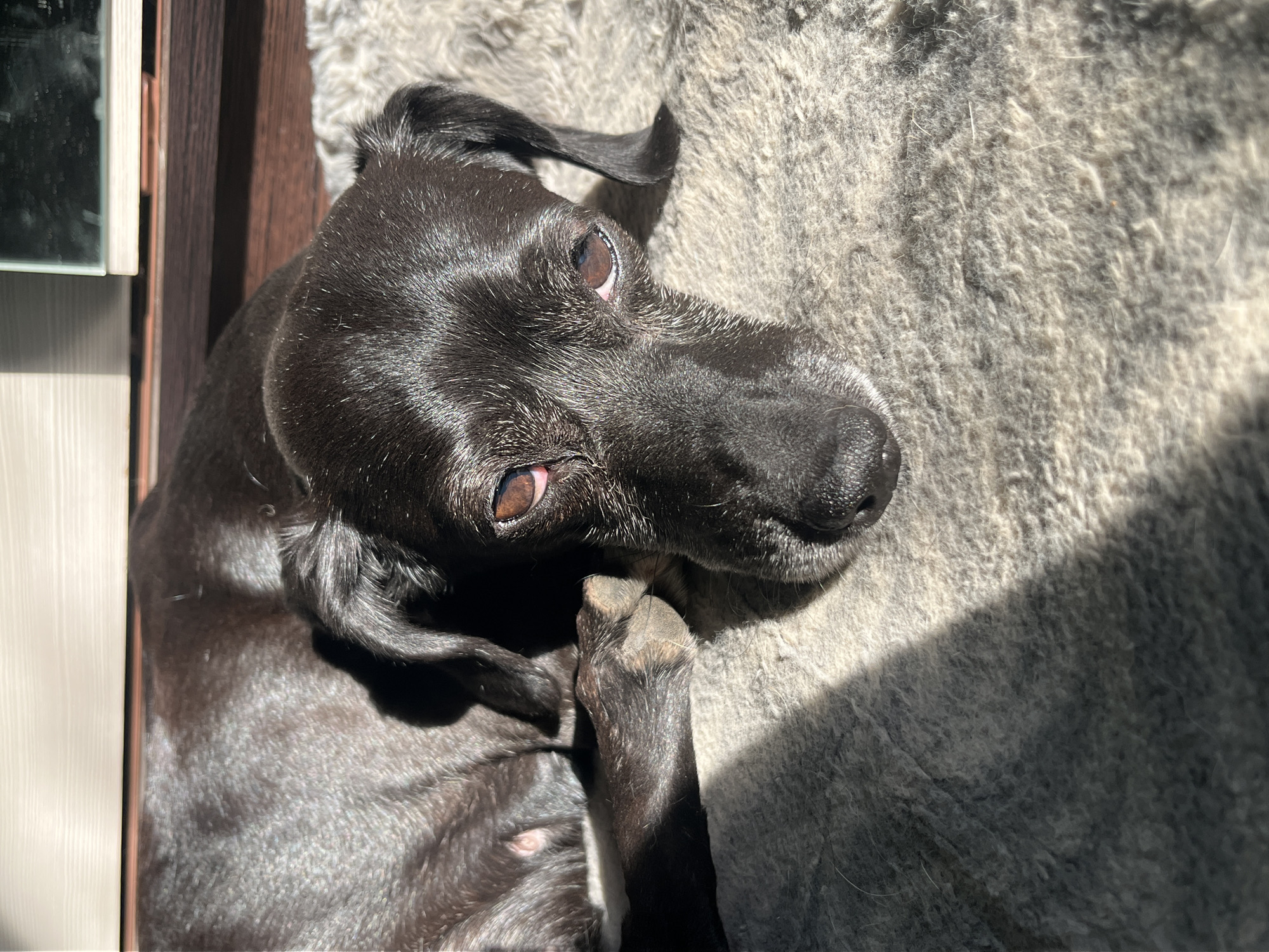 A black dog is lying on a grey, fluffy surface. The dog is positioned close to a brown wooden floor or wall with a white panel. The dog is looking up and to the right with both eyes visible. The location is not identifiable as being in Nizhny Tagil, Russia based on the visual information.