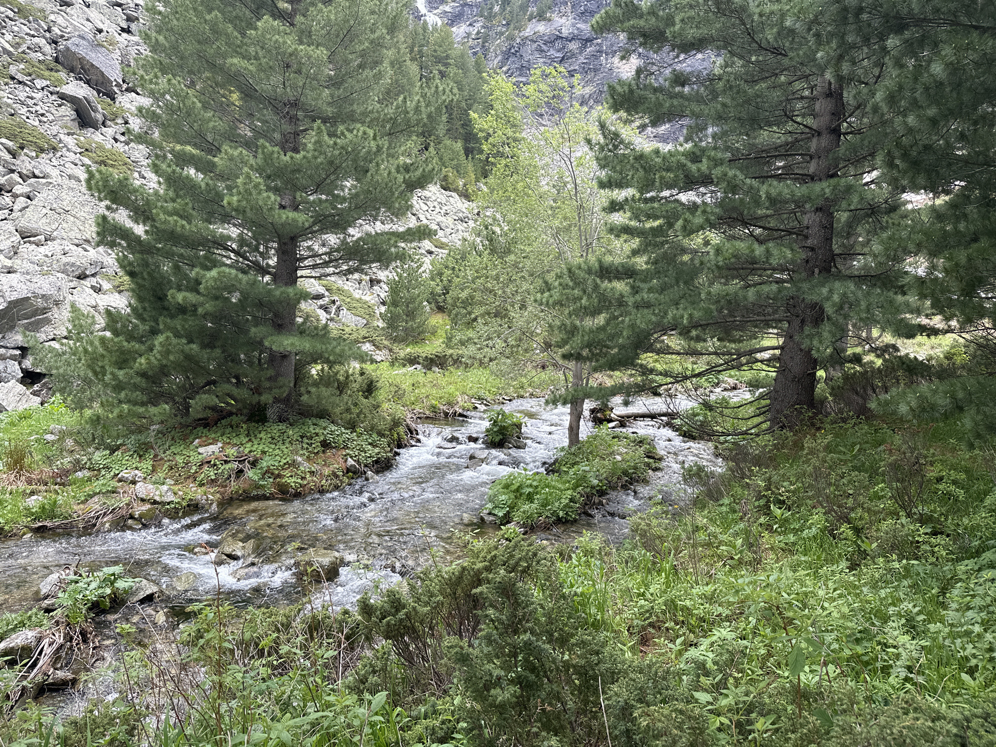 The image depicts a natural mountain landscape in the vicinity of Klisura, Bulgaria. A clear, shallow stream flows through the foreground and middle ground, bordered by lush green vegetation and rocks. Several large pine trees, with their characteristic needle-like leaves and rough bark, are prominent in the scene, casting shadows on the forest floor. The background reveals a steep, rocky mountainside, partially covered with trees and sparse vegetation, suggesting an alpine or subalpine environment. The overall atmosphere is one of natural tranquility, with no human presence or man-made structures visible. The lighting indicates an overcast or diffused daylight condition.