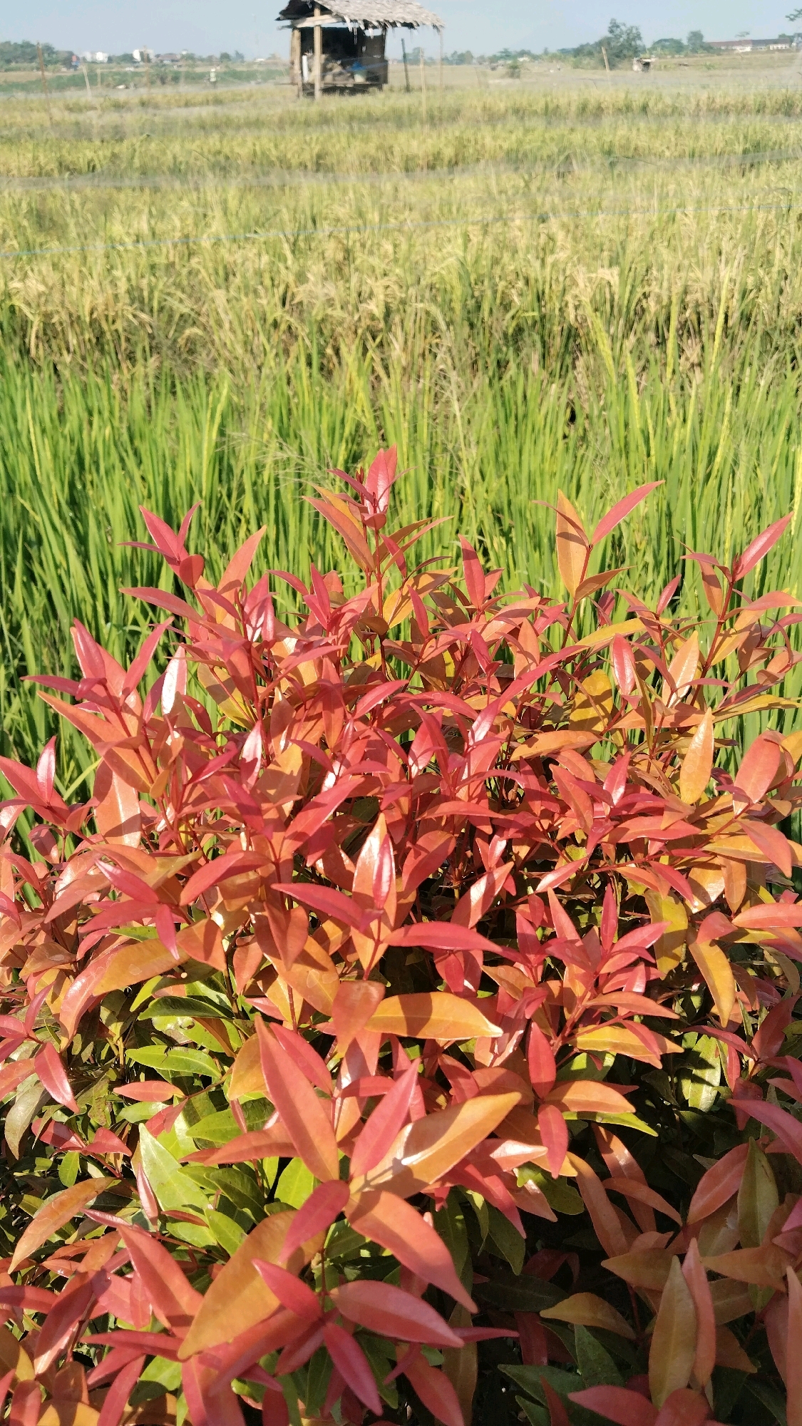 In Semarang, Indonesia, a close-up shot focuses on a vibrant shrub with red and green leaves in the foreground. Behind the shrub, a rice field stretches out under a clear sky, with a small, traditional hut visible in the distance. The hut appears to be made of wood and straw, suggesting a rural setting. The rice plants are lush and green, indicating they are in a growth phase. The overall scene evokes a peaceful, natural landscape common in the Indonesian countryside.