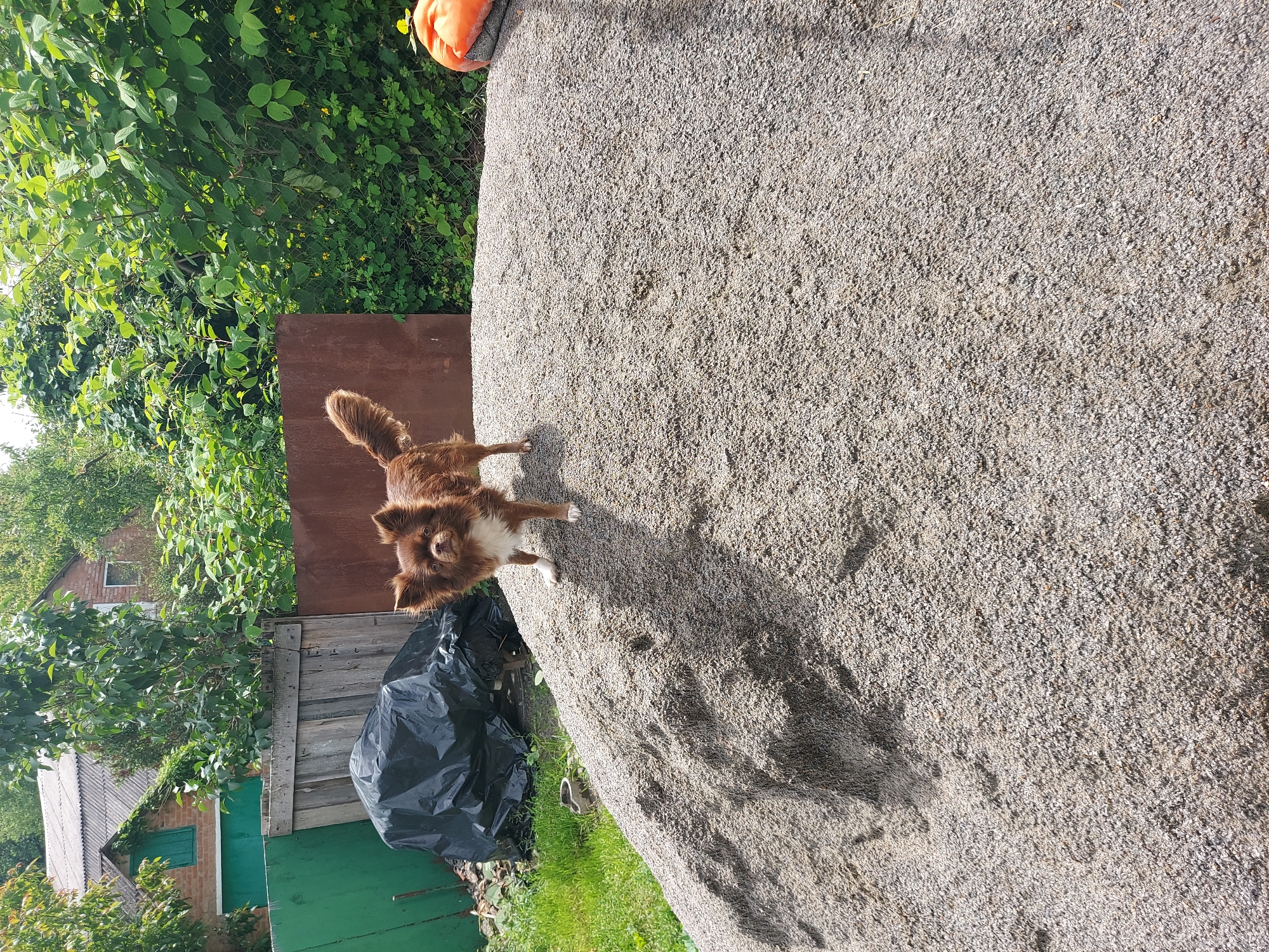 A brown, long-haired dog stands on a large pile of gravel. The dog is facing the camera and has its tail up. Behind the dog and the gravel pile is a wooden fence, a black plastic tarp, and a brick building with a gray roof. Lush green trees and bushes surround the area, and the sky is visible at the top of the image. The scene appears to be outdoors in a rural or suburban setting.